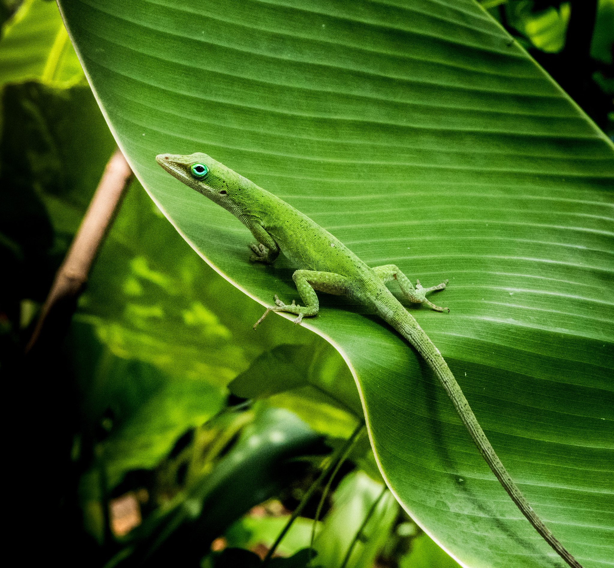 Panasonic Lumix DMC-GX8 + LUMIX G 25/F1.7 sample photo. Green on green photography