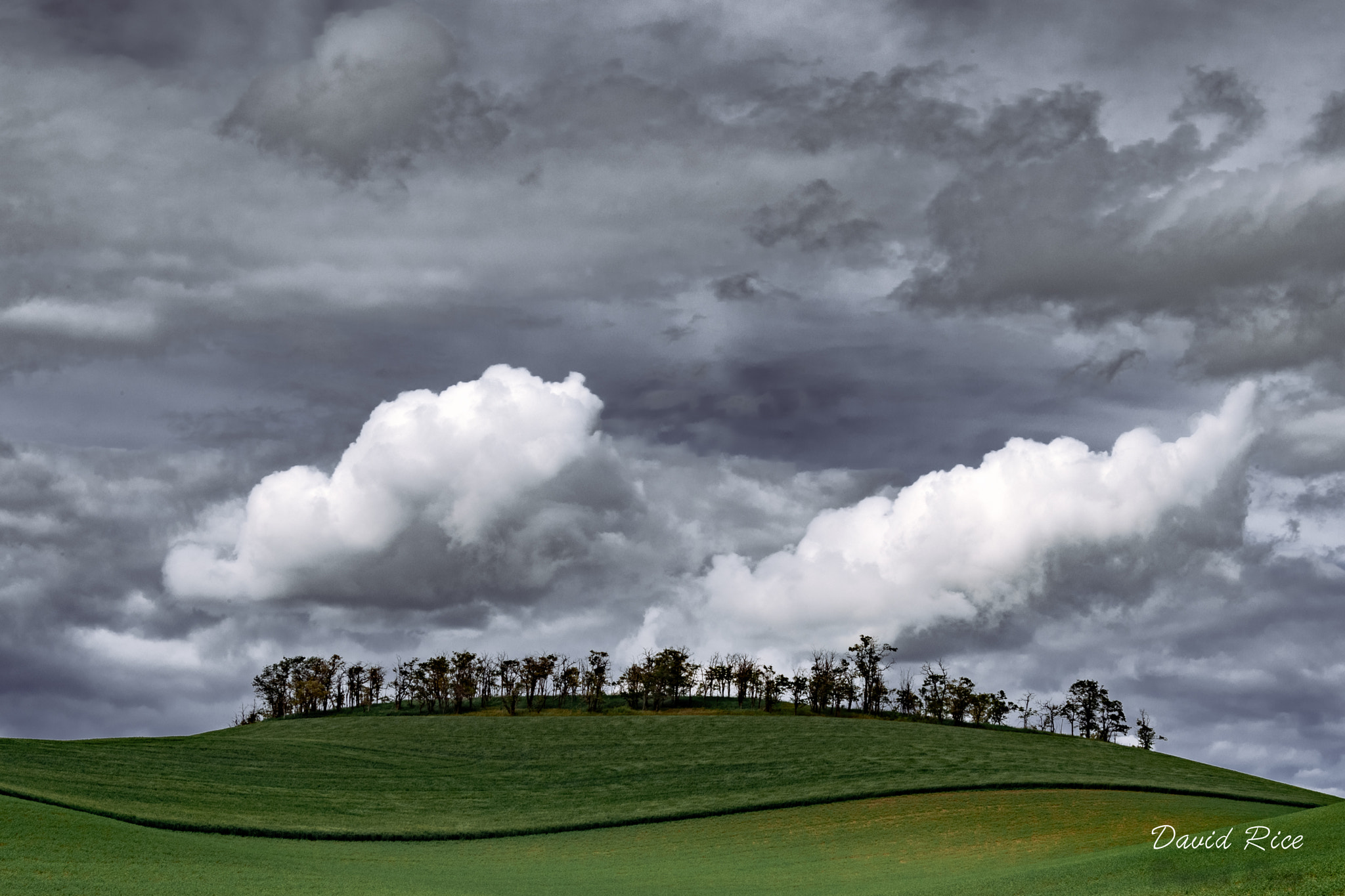 Nikon D5 sample photo. Palouse clouds w treeline photography