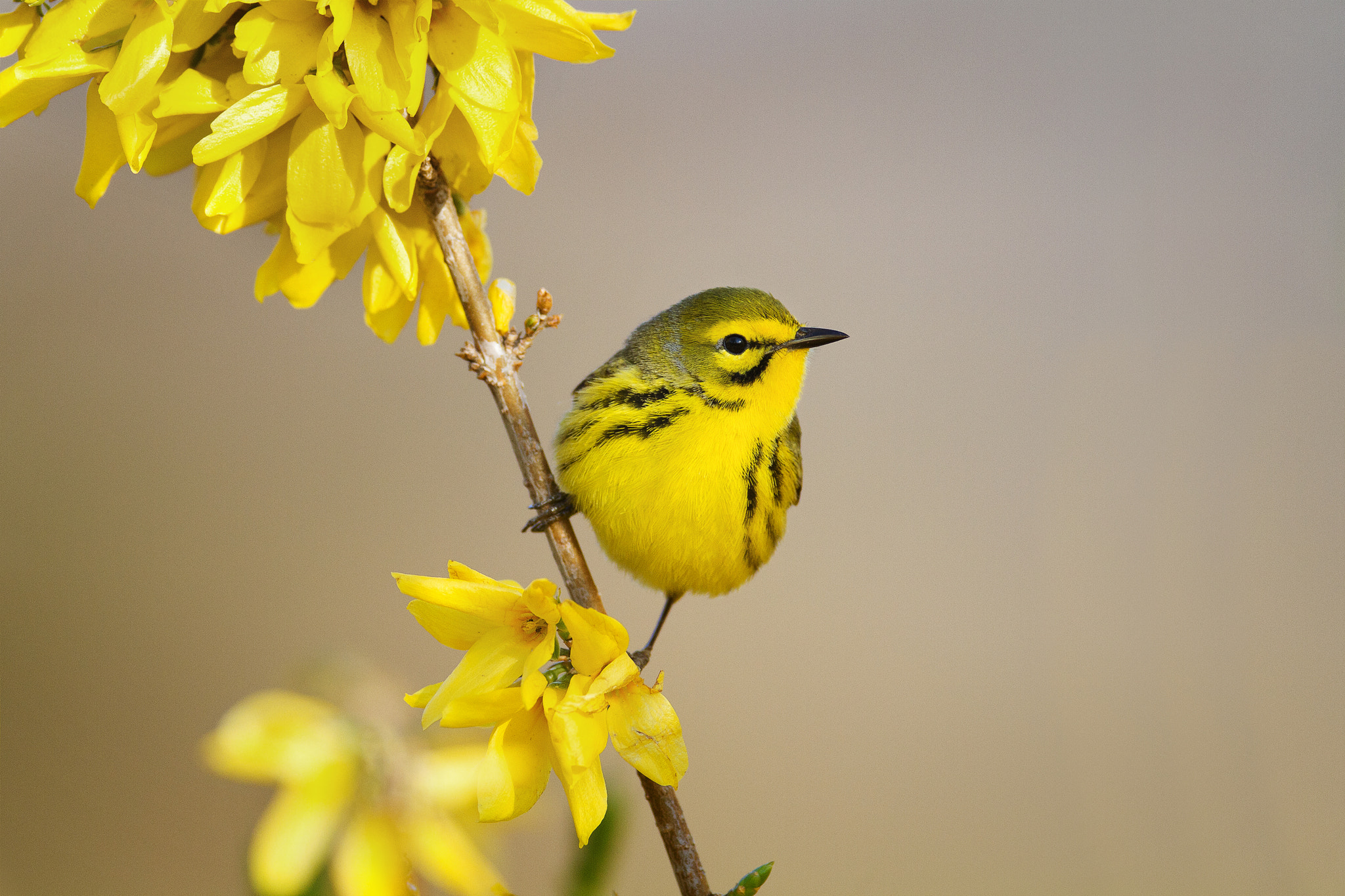 Canon EOS 7D + Canon EF 600mm f/4L IS sample photo. Prairie warbler photography