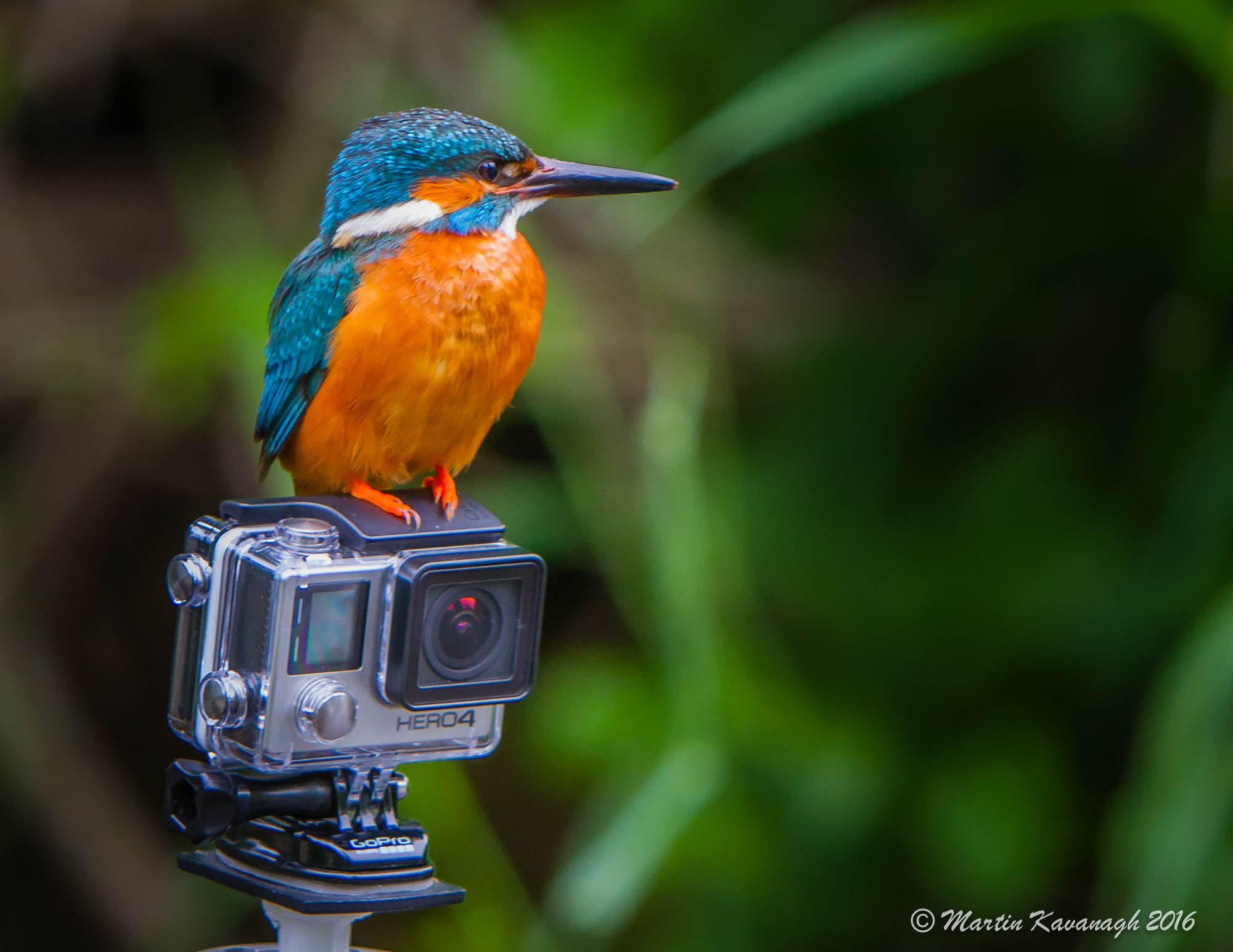 Canon EF 70-200mm F2.8L IS USM sample photo. Kingfisher....my hero photography