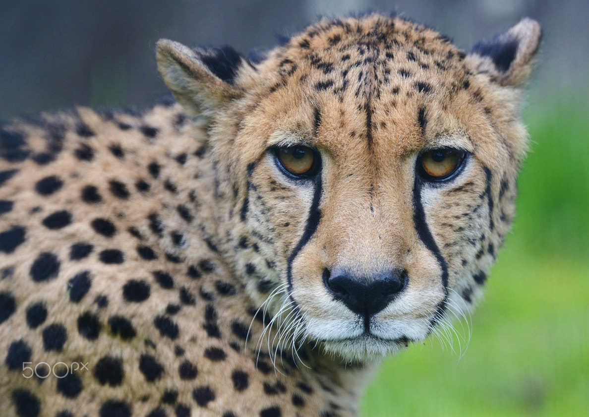 Nikon D800 + Nikon AF-S Nikkor 400mm F2.8G ED VR II sample photo. Gepard (acinonyx jubatus) photography