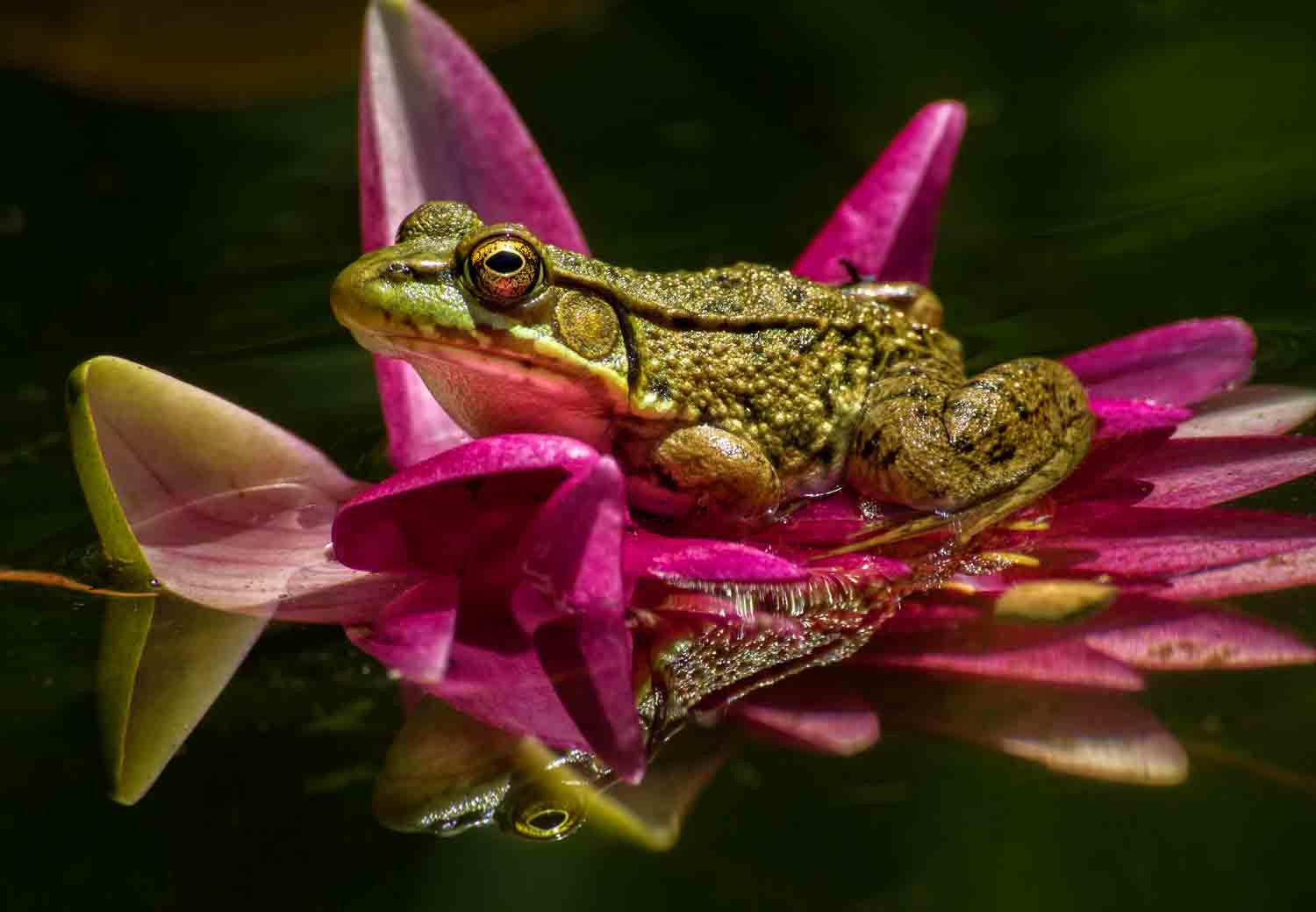 Sony Alpha DSLR-A500 sample photo. Froogy prince on the water lily photography