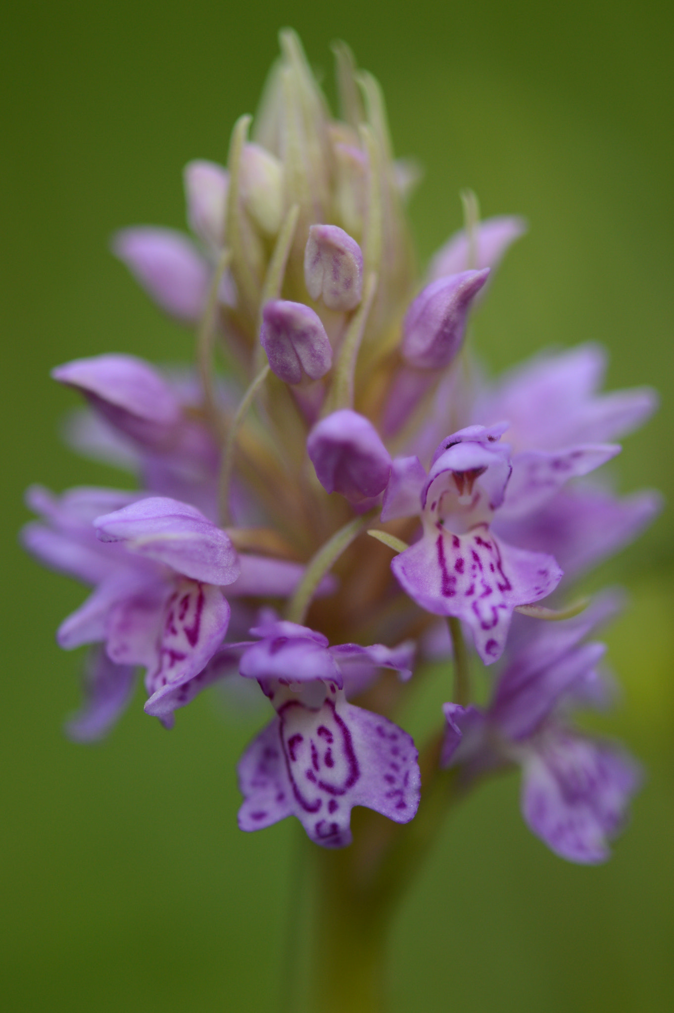 Nikon AF-S Micro-Nikkor 105mm F2.8G IF-ED VR sample photo. Käpp photography