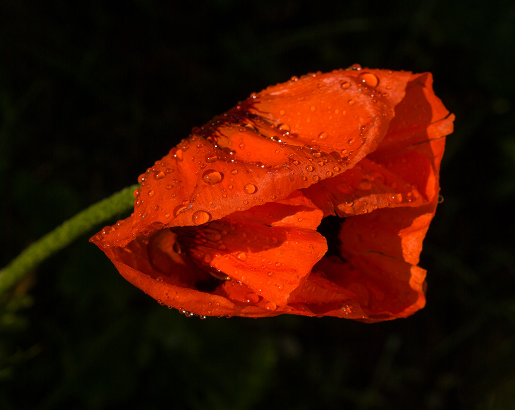 Pentax smc DA 18-55mm F3.5-5.6 ED AL II (IF) sample photo. My flowers. photography