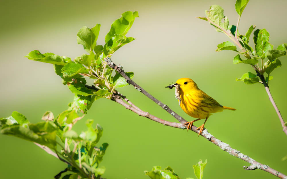 Sigma 150-600mm F5-6.3 DG OS HSM | C sample photo. Warbler dinner photography
