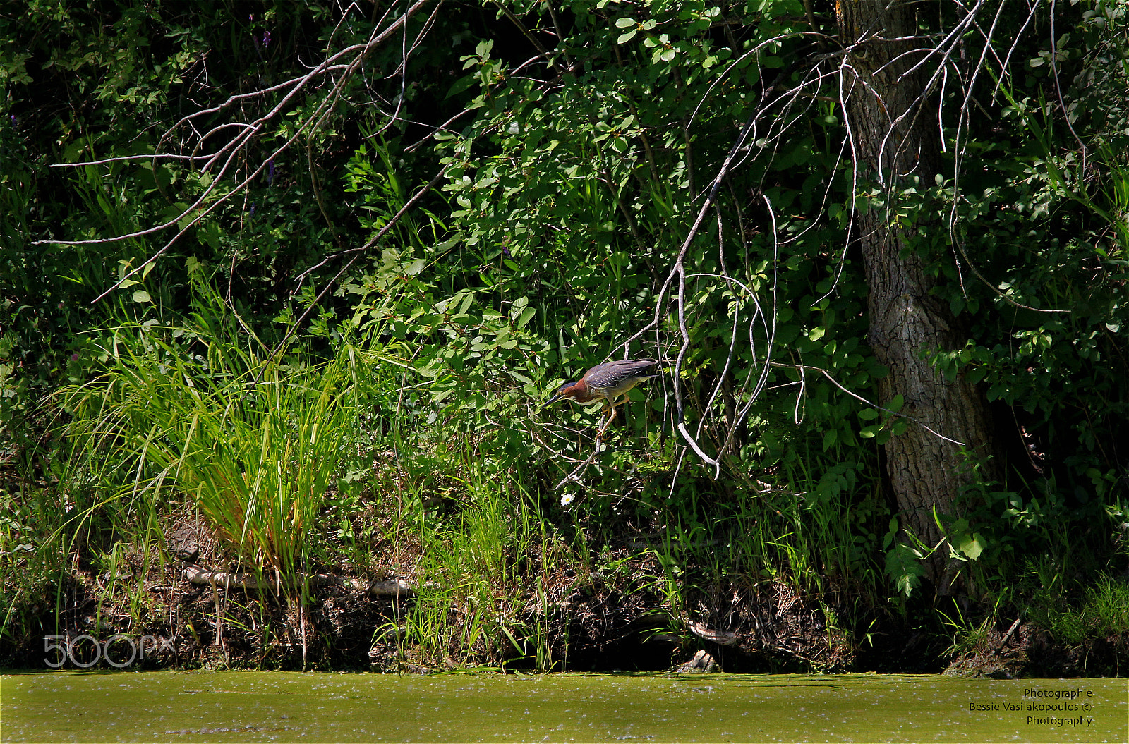 Sigma 150mm f/2.8 EX DG OS HSM APO Macro sample photo. Green heron perched photography