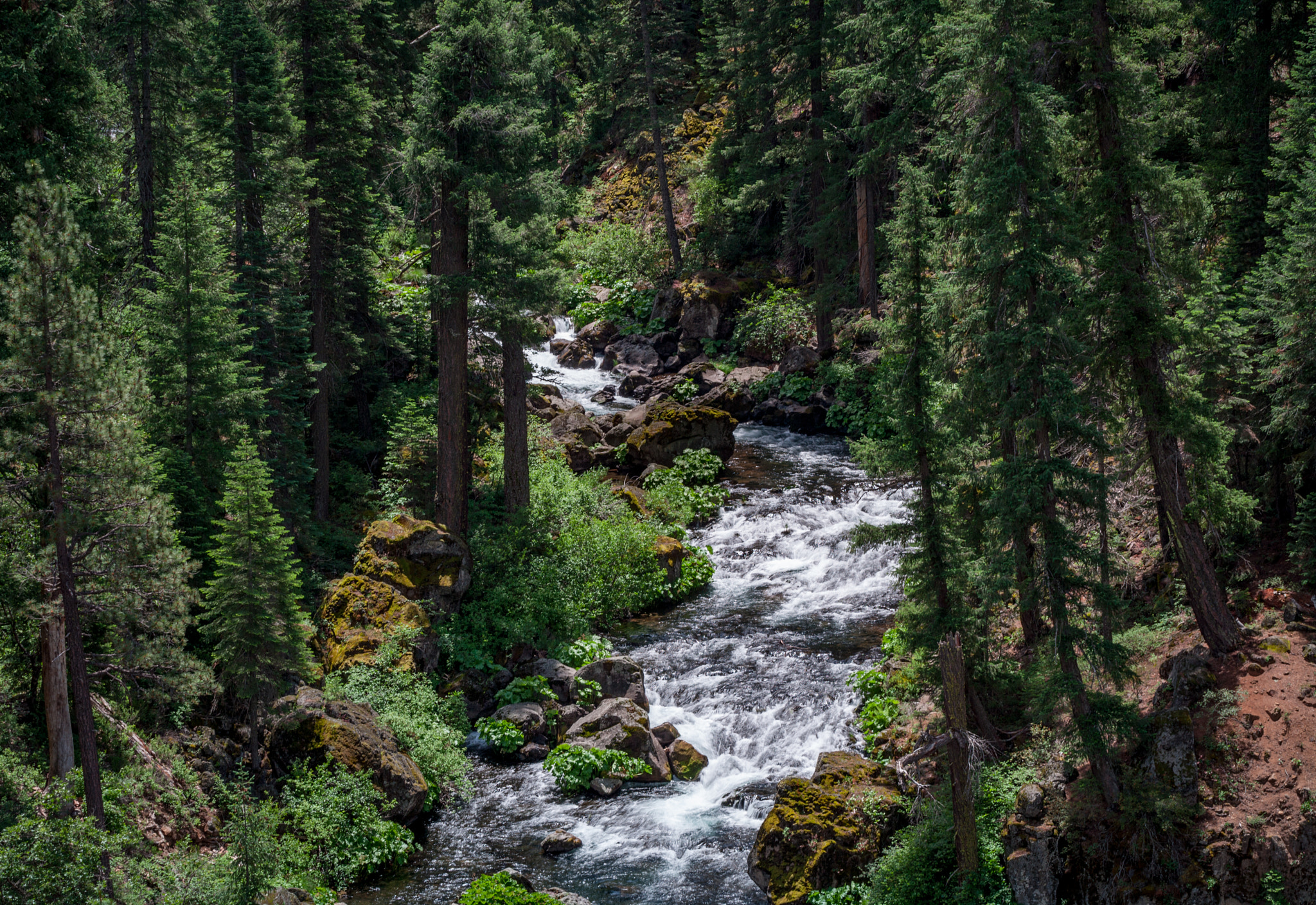 Canon EOS-1Ds Mark II sample photo. Forest beauty photography