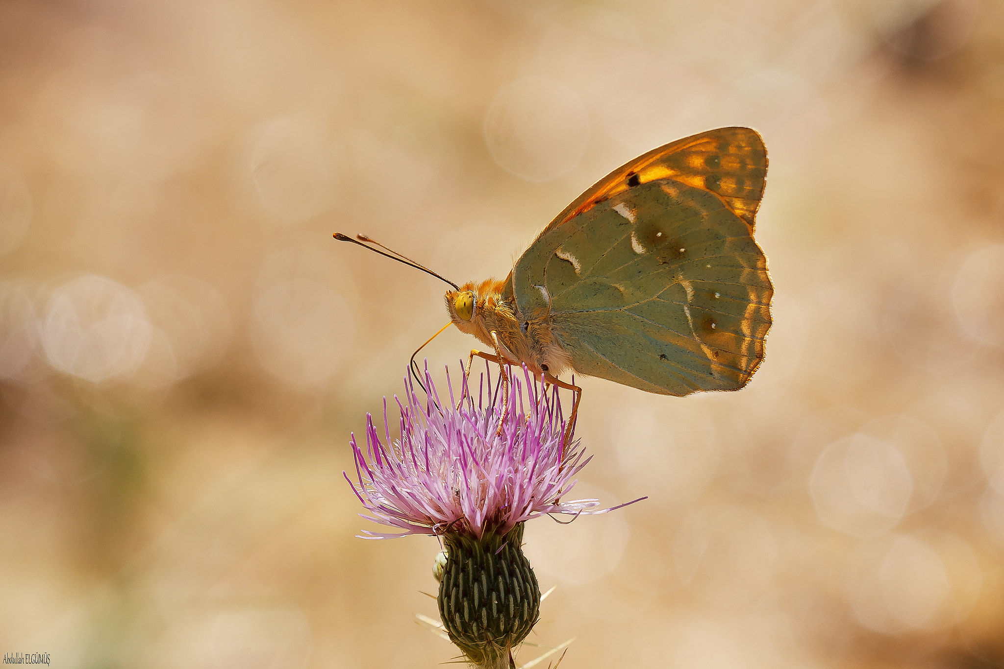 Canon EF 100mm F2.8 Macro USM sample photo. Bahadır /argynnis pandora photography
