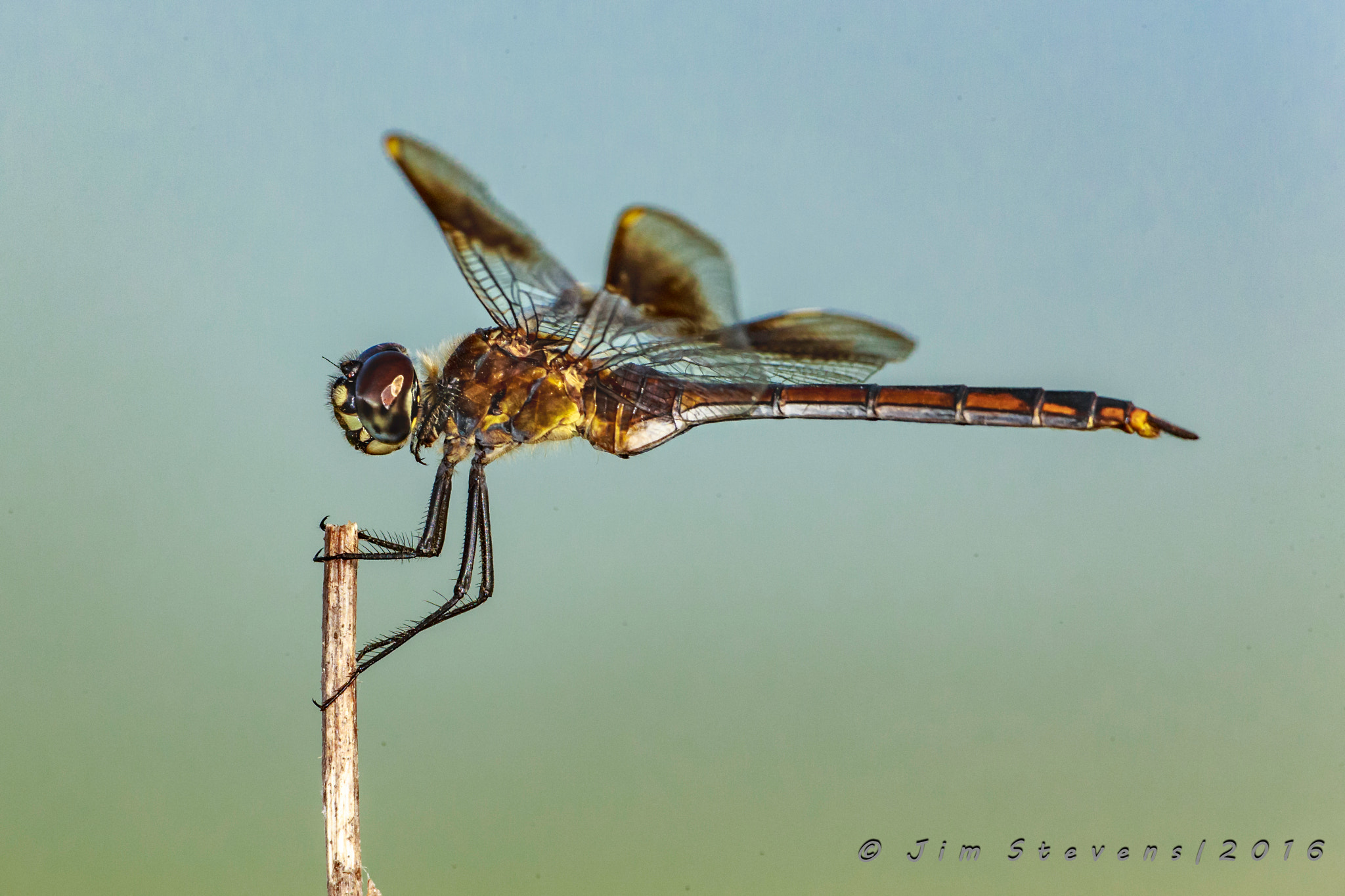 Canon EOS-1D X + Canon EF 600mm f/4L IS sample photo. 4-spotted pennant dragonfly photography