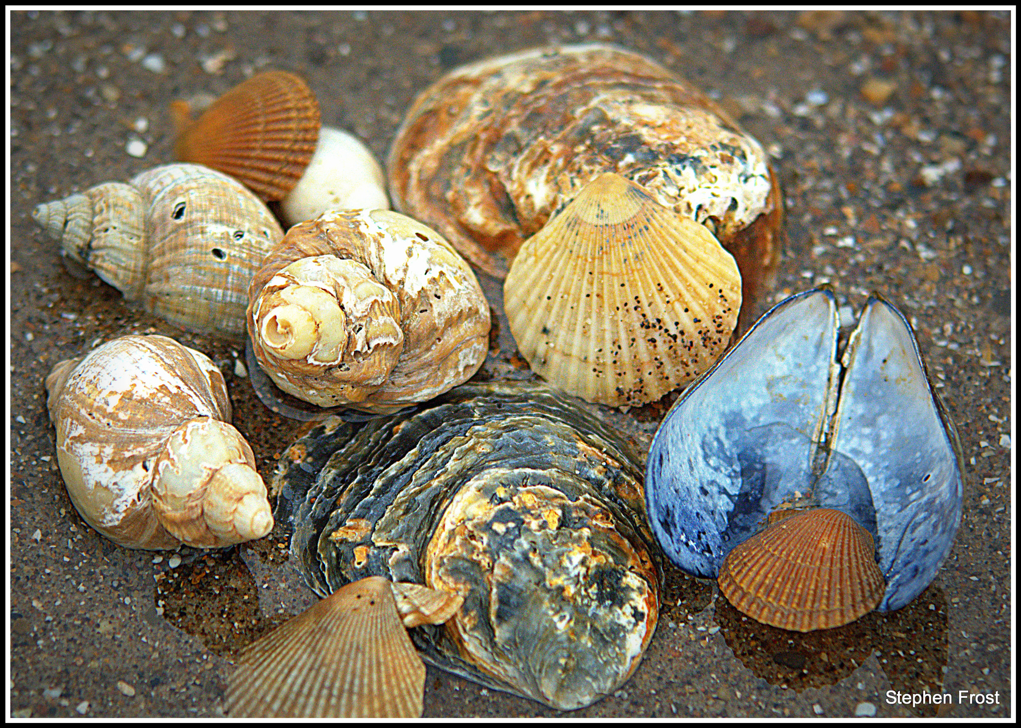 Sigma 70-200mm F2.8 EX DG OS HSM sample photo. Sea shells on the sea shore photography