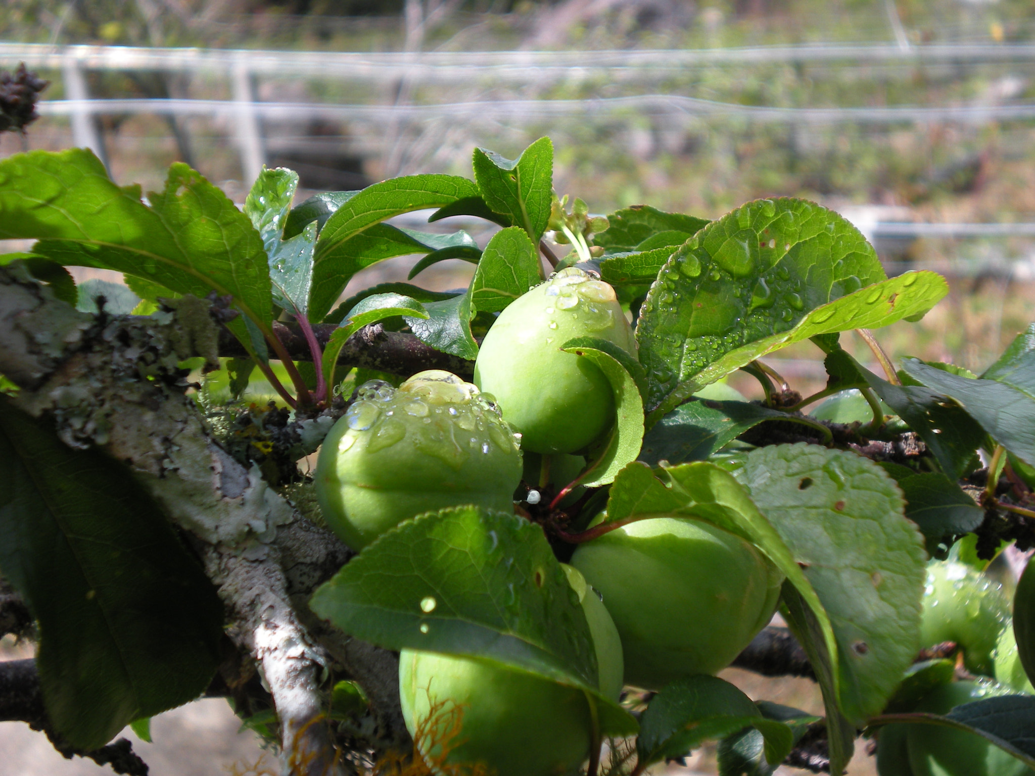 Nikon Coolpix S210 sample photo. Vegetacion photography