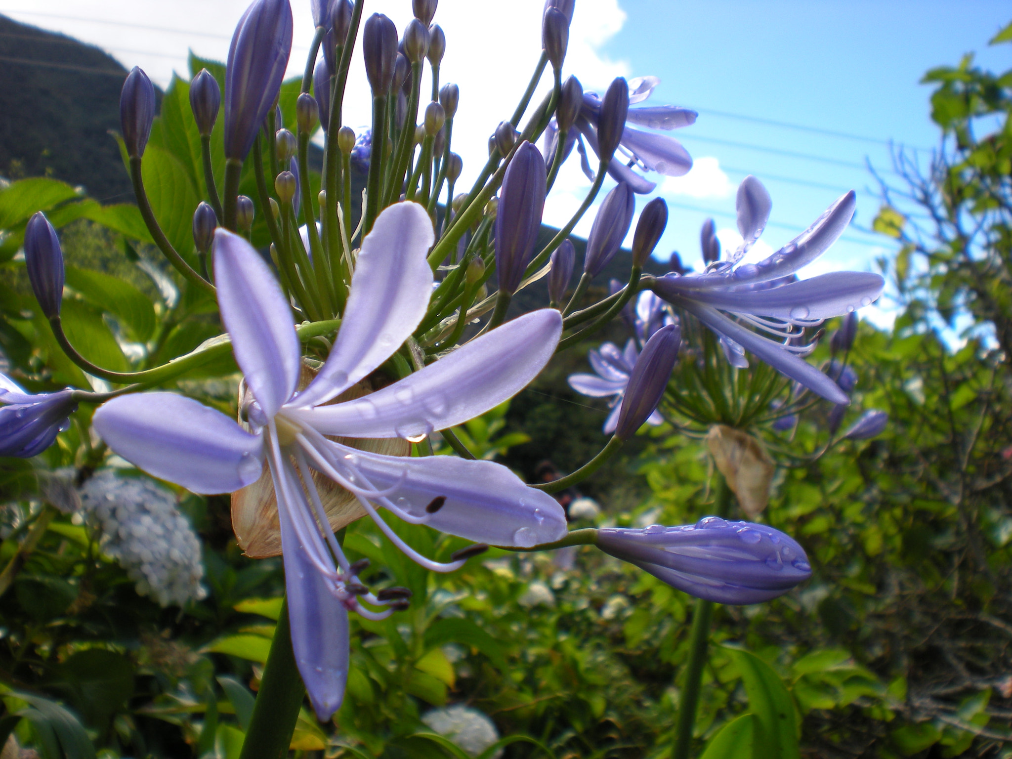 Nikon Coolpix S210 sample photo. Vegetacion photography