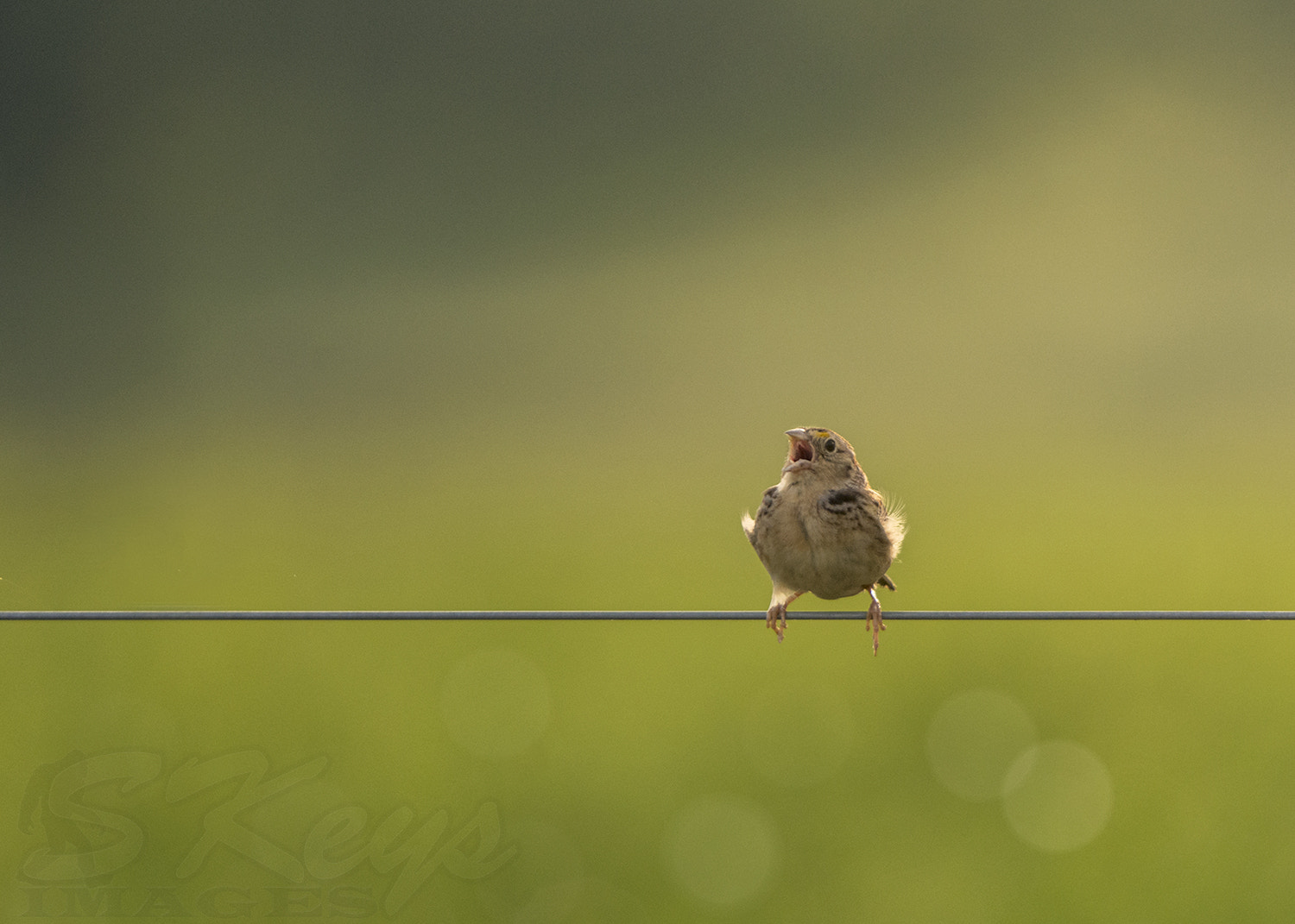 Nikon D7200 + Sigma 500mm F4.5 EX DG HSM sample photo. Grassland (grasshopper sparrow) photography