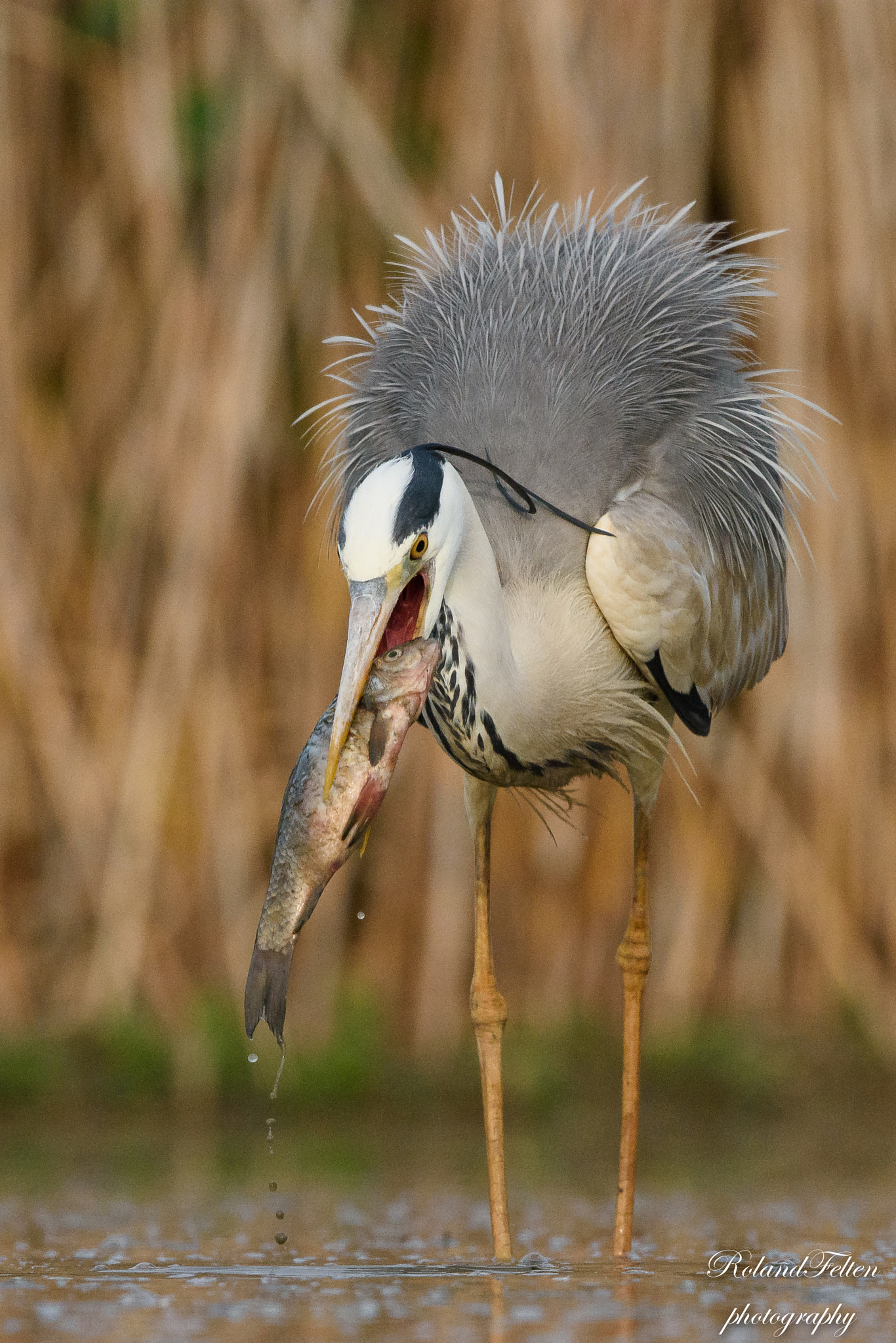 Nikon AF-S Nikkor 200-400mm F4G ED-IF VR sample photo. Grey heron with catch photography