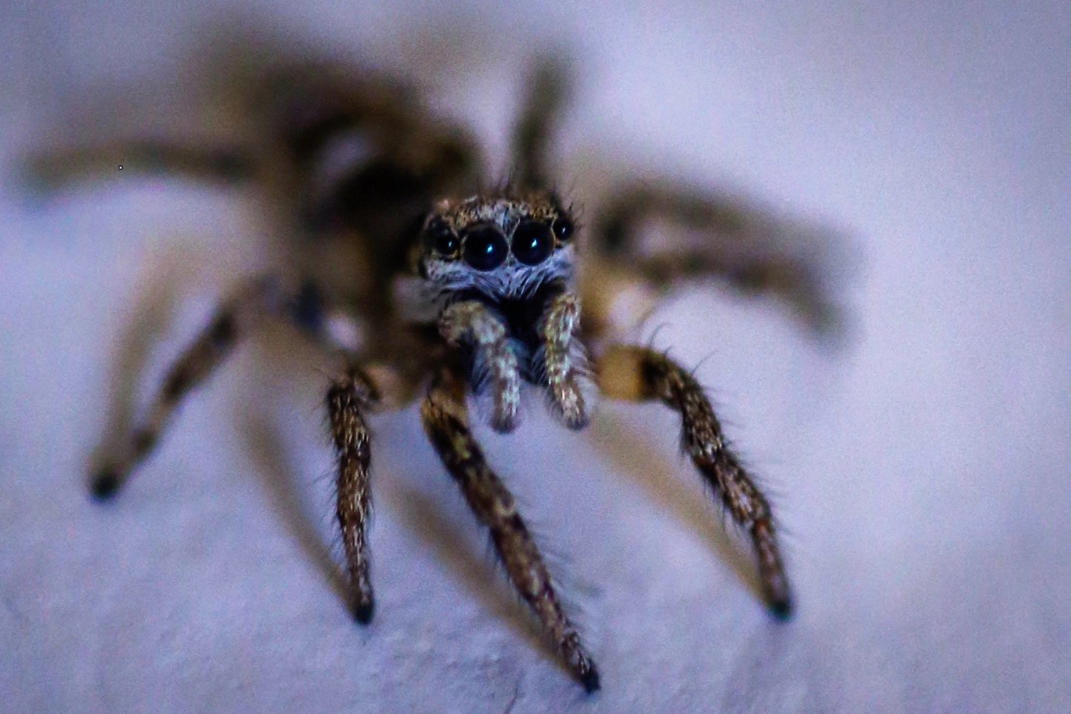 Canon 90mm sample photo. Boris is growing up so fast these days! photography