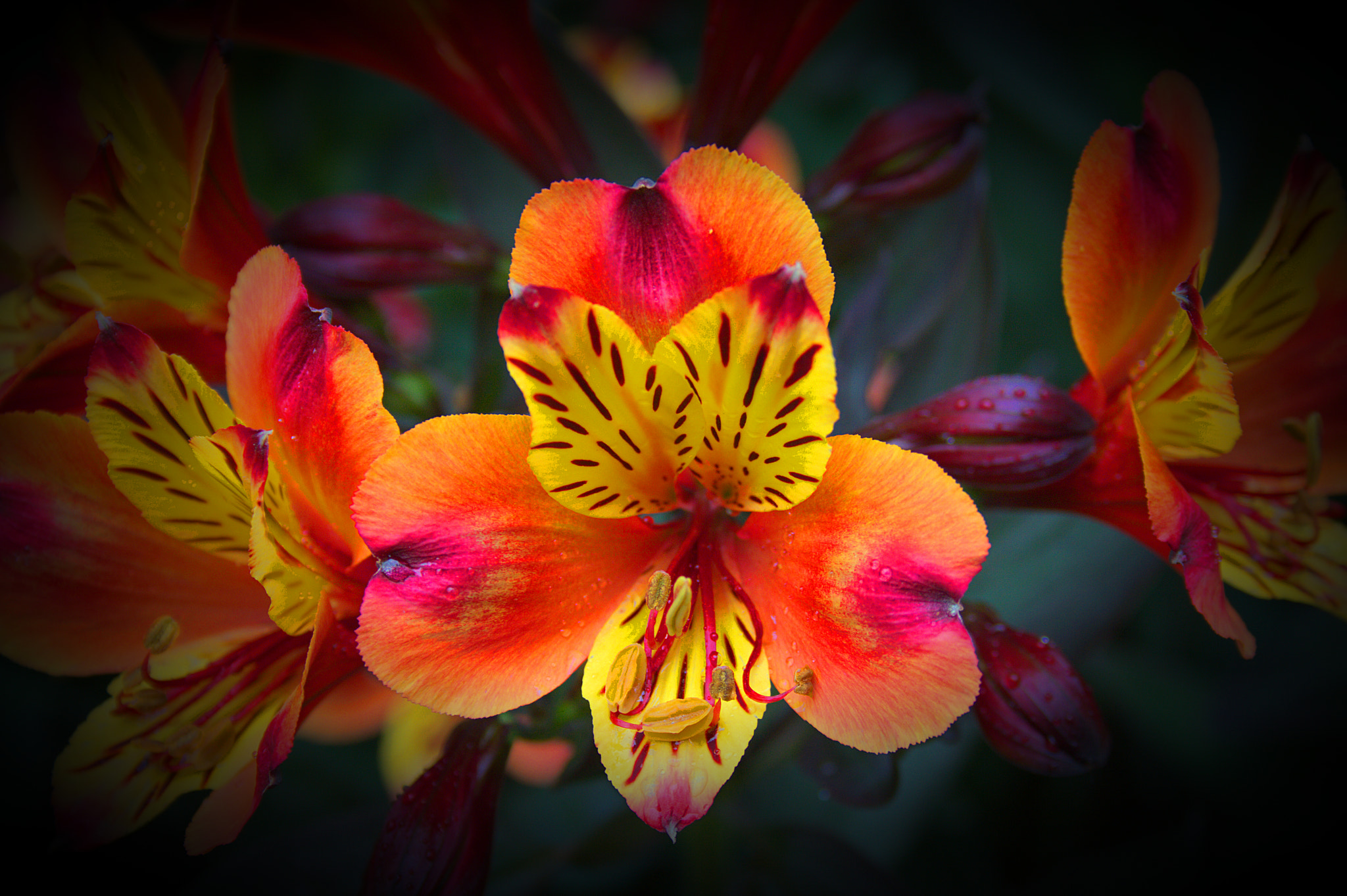 Canon EF-S 18-55mm F3.5-5.6 sample photo. Blume photography