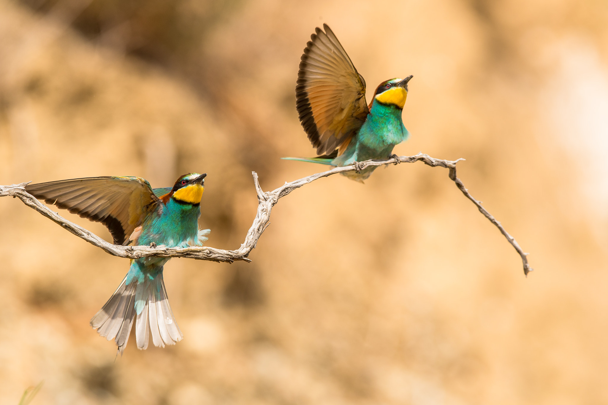 Canon EOS-1D X Mark II + Canon EF 400mm F2.8L IS II USM sample photo. Gruccione  photography