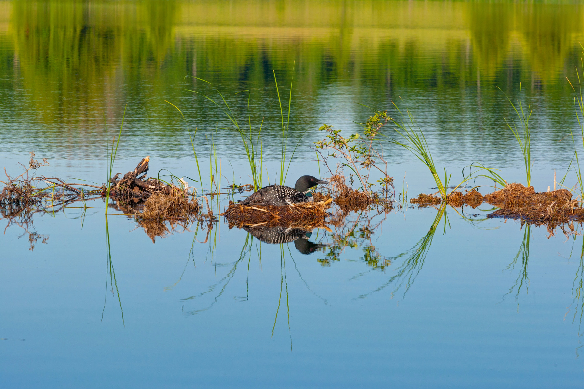 Canon EOS-1D Mark III sample photo. Nesting on the river photography