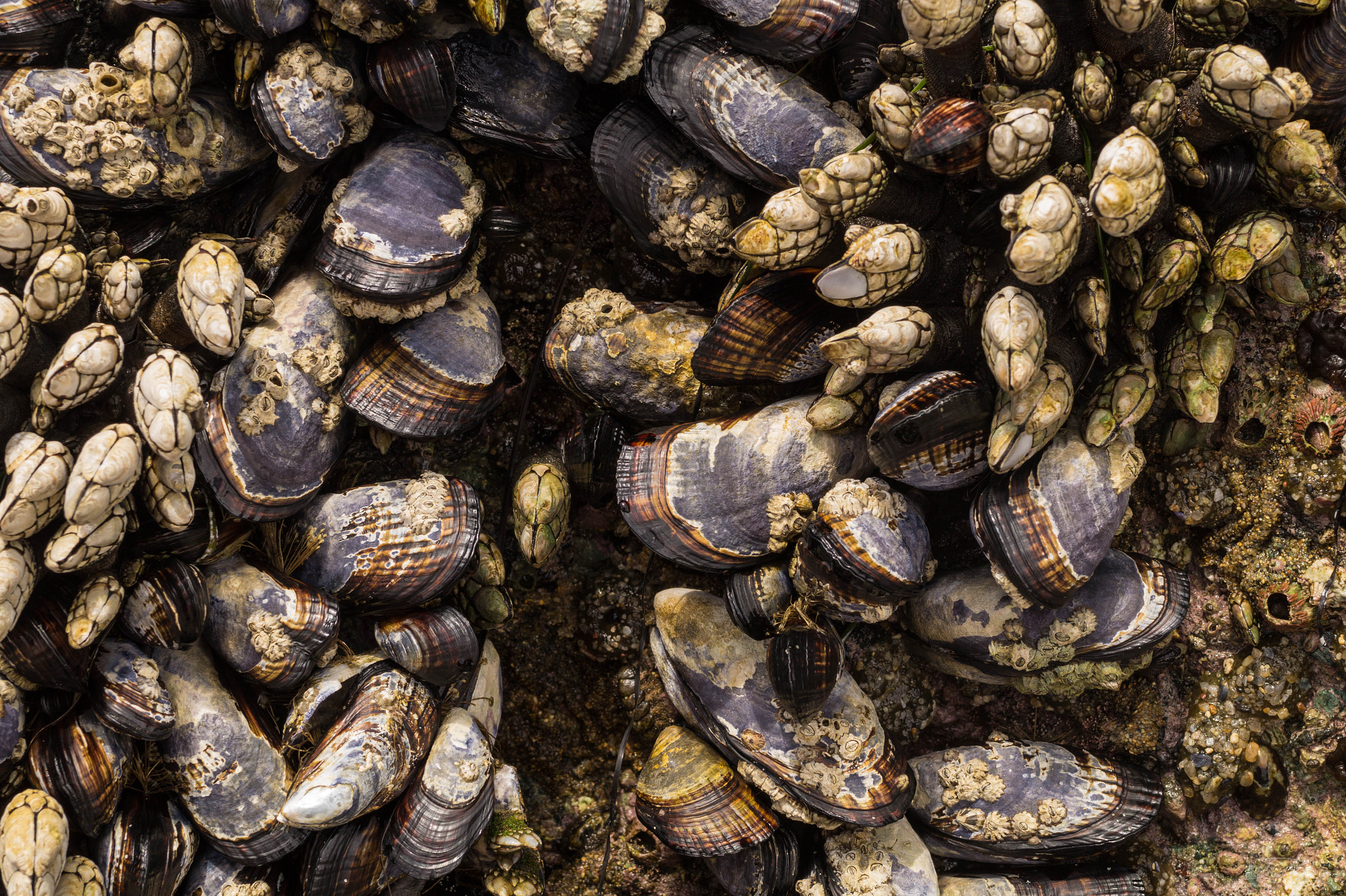 Sony SLT-A58 + Sony Planar T* 50mm F1.4 ZA SSM sample photo. Mussels and gooseneck barnacles photography