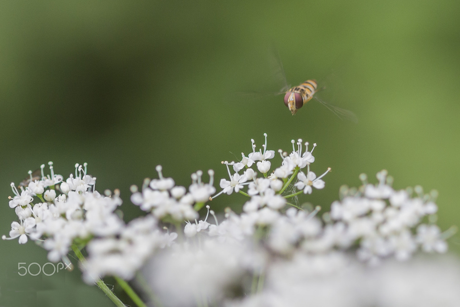Canon EF 100mm F2.8 Macro USM sample photo. Flying wasp photography