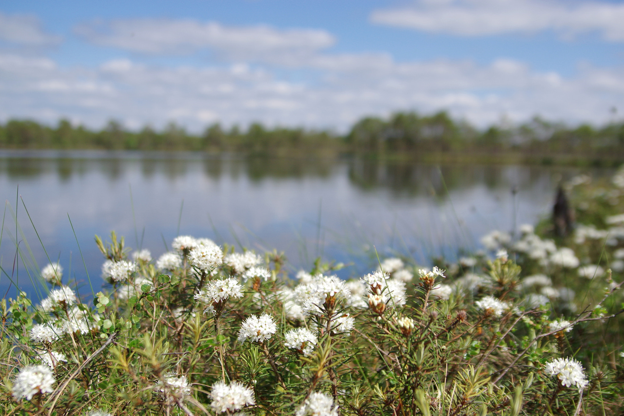 Tamron AF 28-75mm F2.8 XR Di LD Aspherical (IF) sample photo. Springtime blossoms in a bog photography