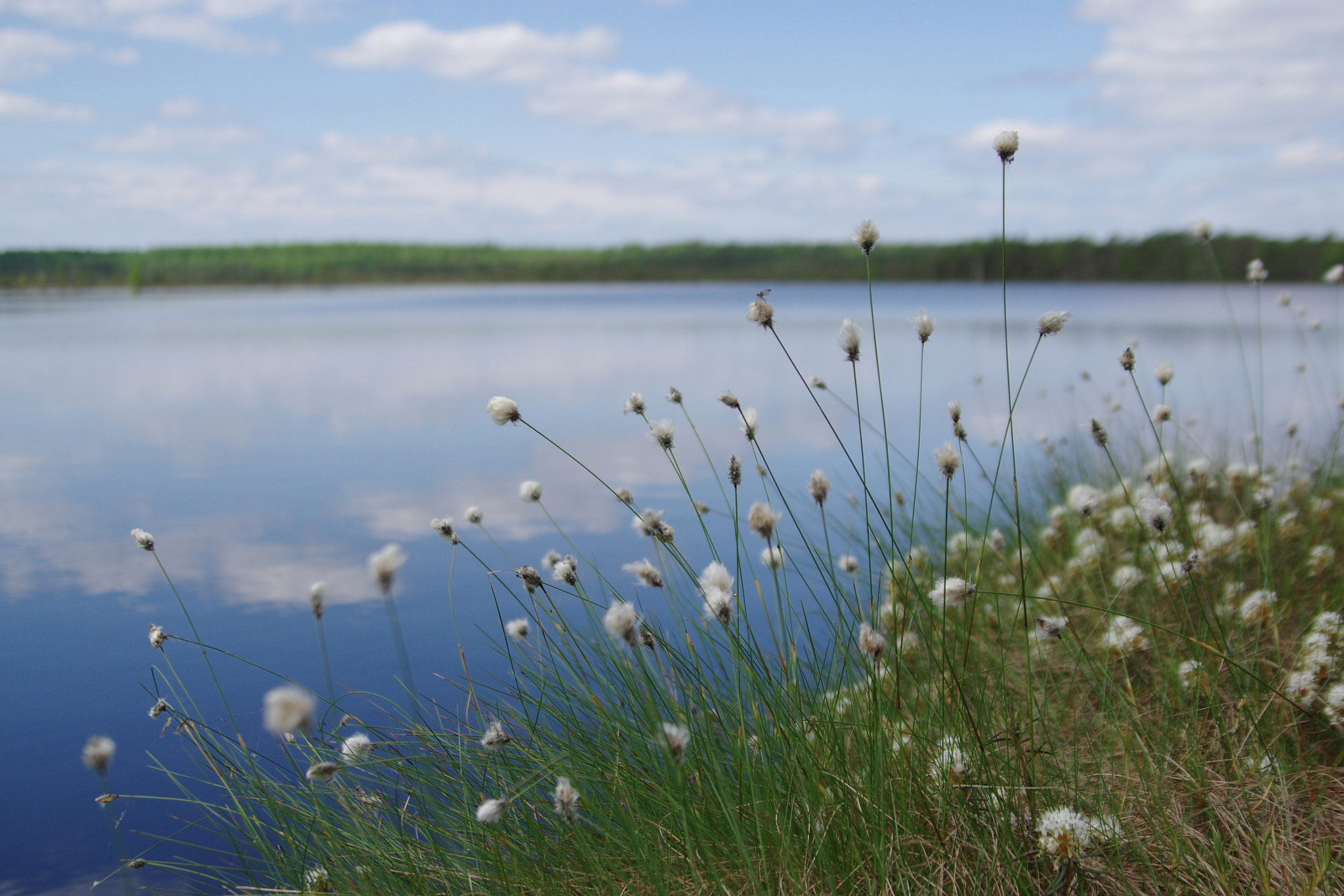 Tamron AF 28-75mm F2.8 XR Di LD Aspherical (IF) sample photo. Springtime blossoms in a bog photography
