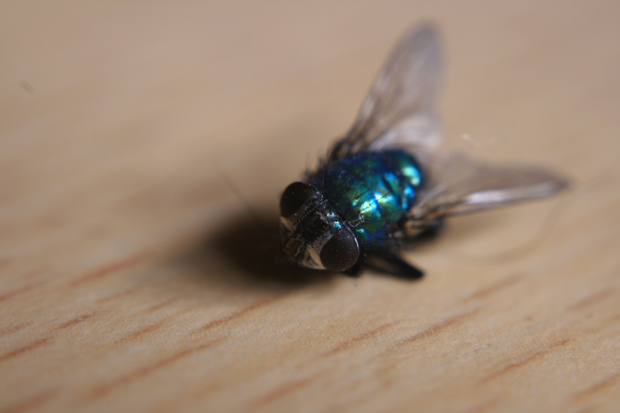 Canon EF 28-80mm f/3.5-5.6 sample photo. Mouche photography
