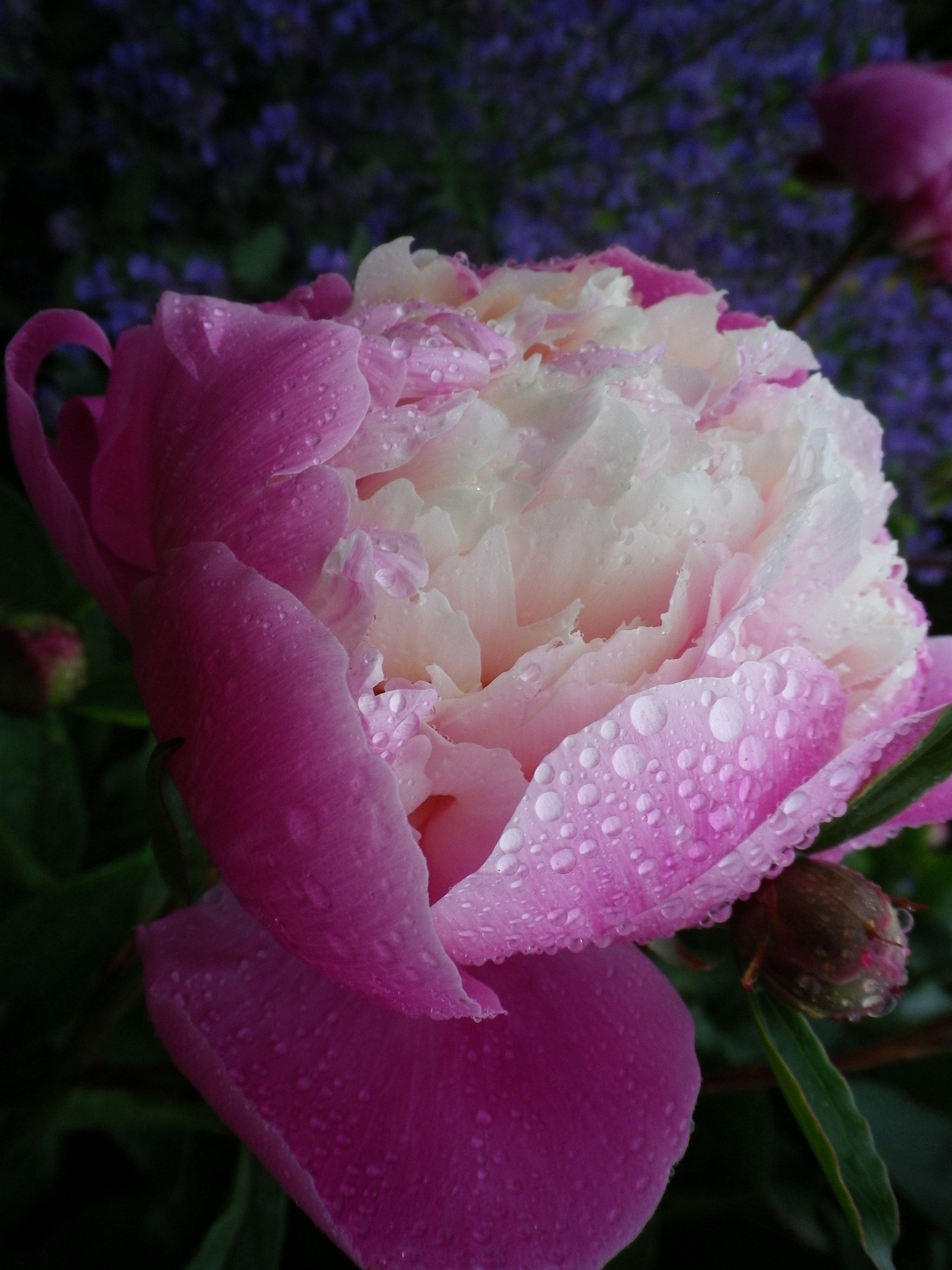 Pentax Optio H90 sample photo. The pink rose in the rain photography