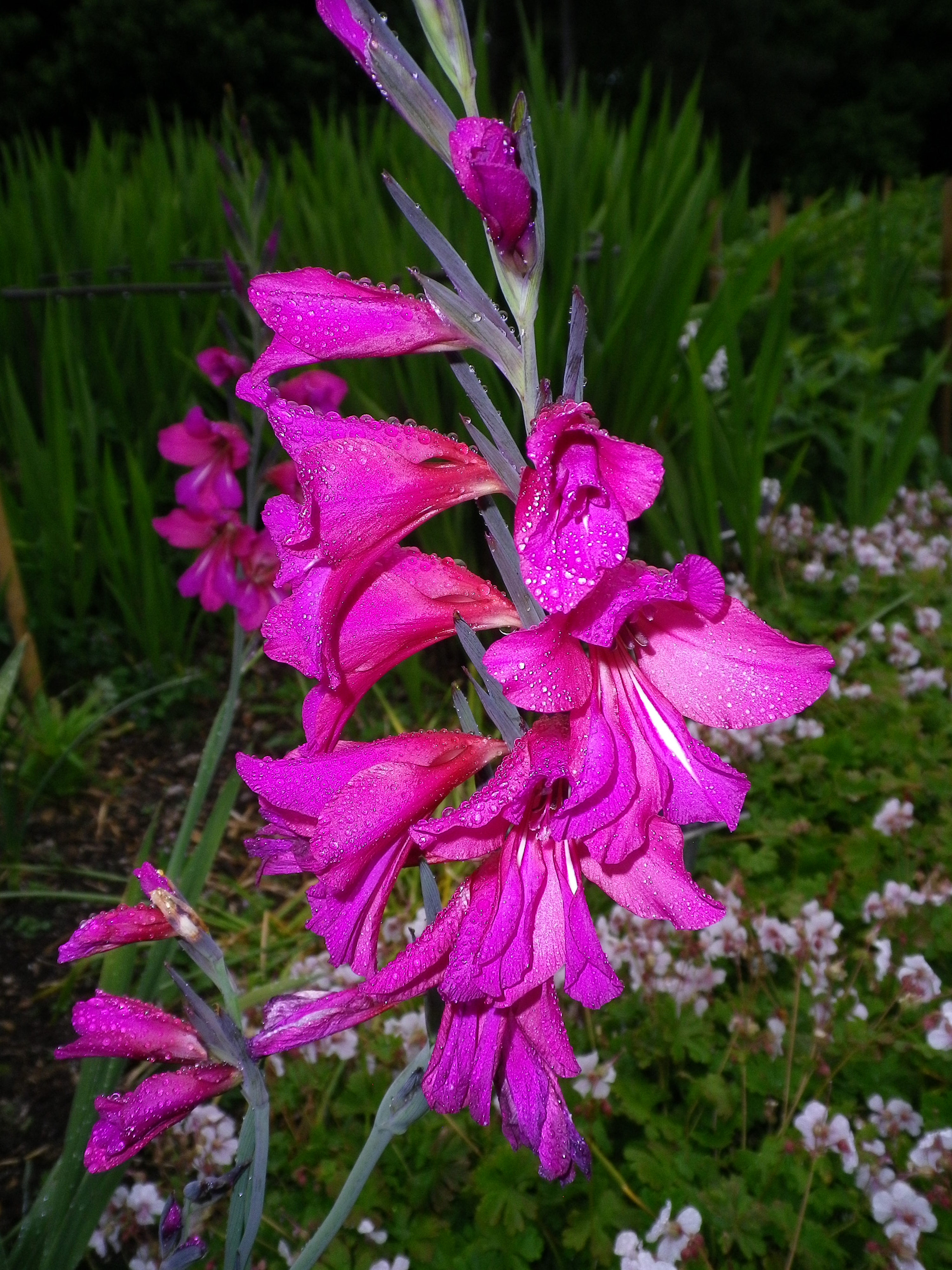 Pentax Optio H90 sample photo. Pretty in pink photography