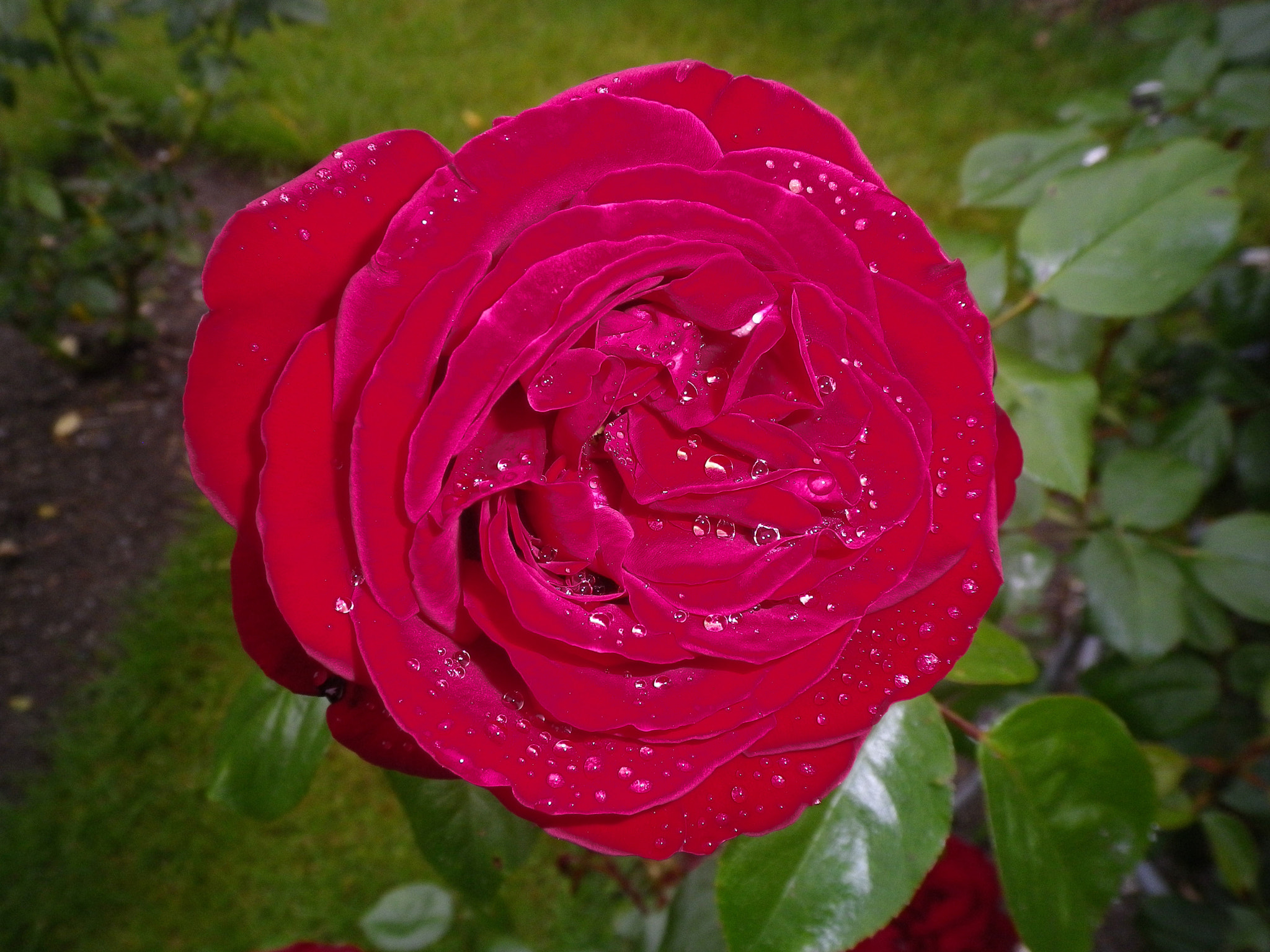 Pentax Optio H90 sample photo. The red rose of the botanic garden photography