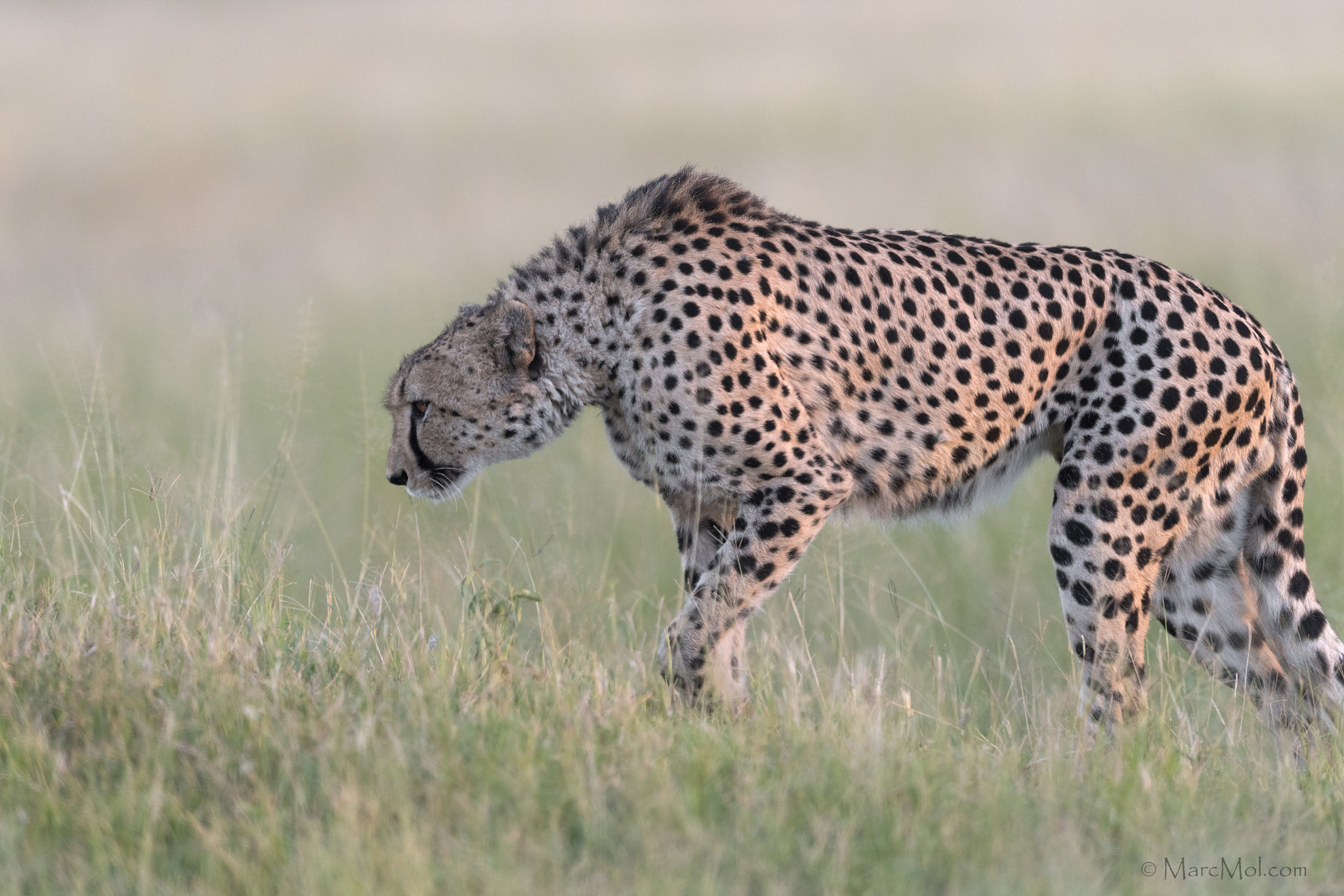Nikon AF-S Nikkor 400mm F2.8E FL ED VR sample photo. Hunting baby springok photography