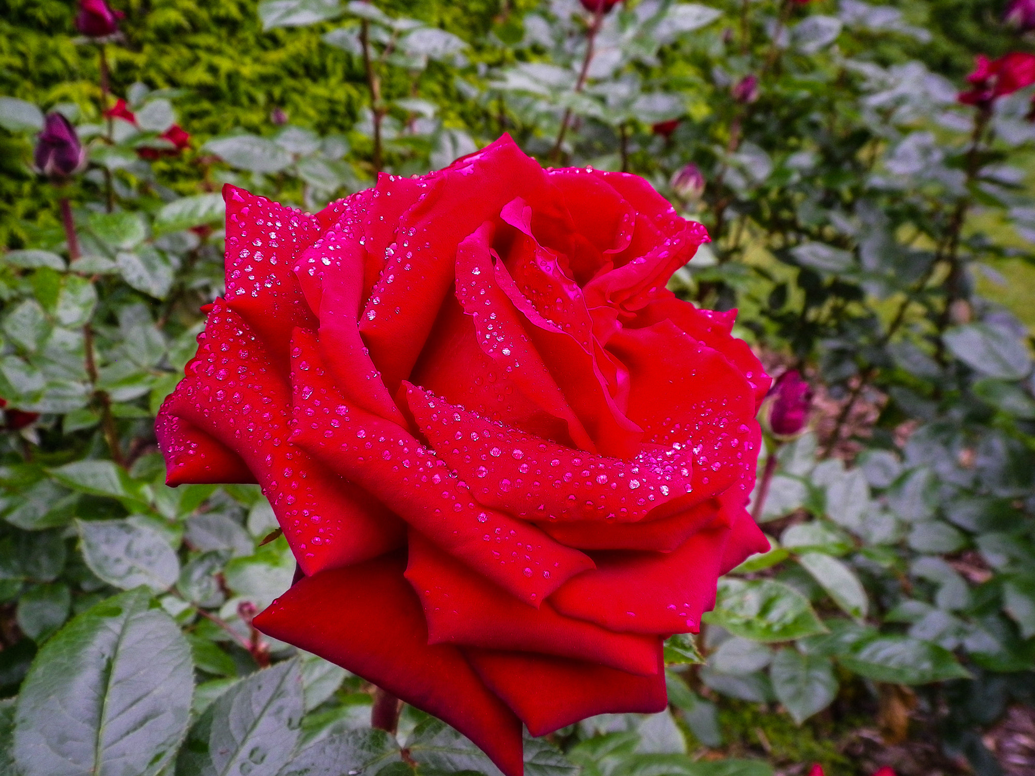 Pentax Optio H90 sample photo. Another wet red rose from the botanic garden photography