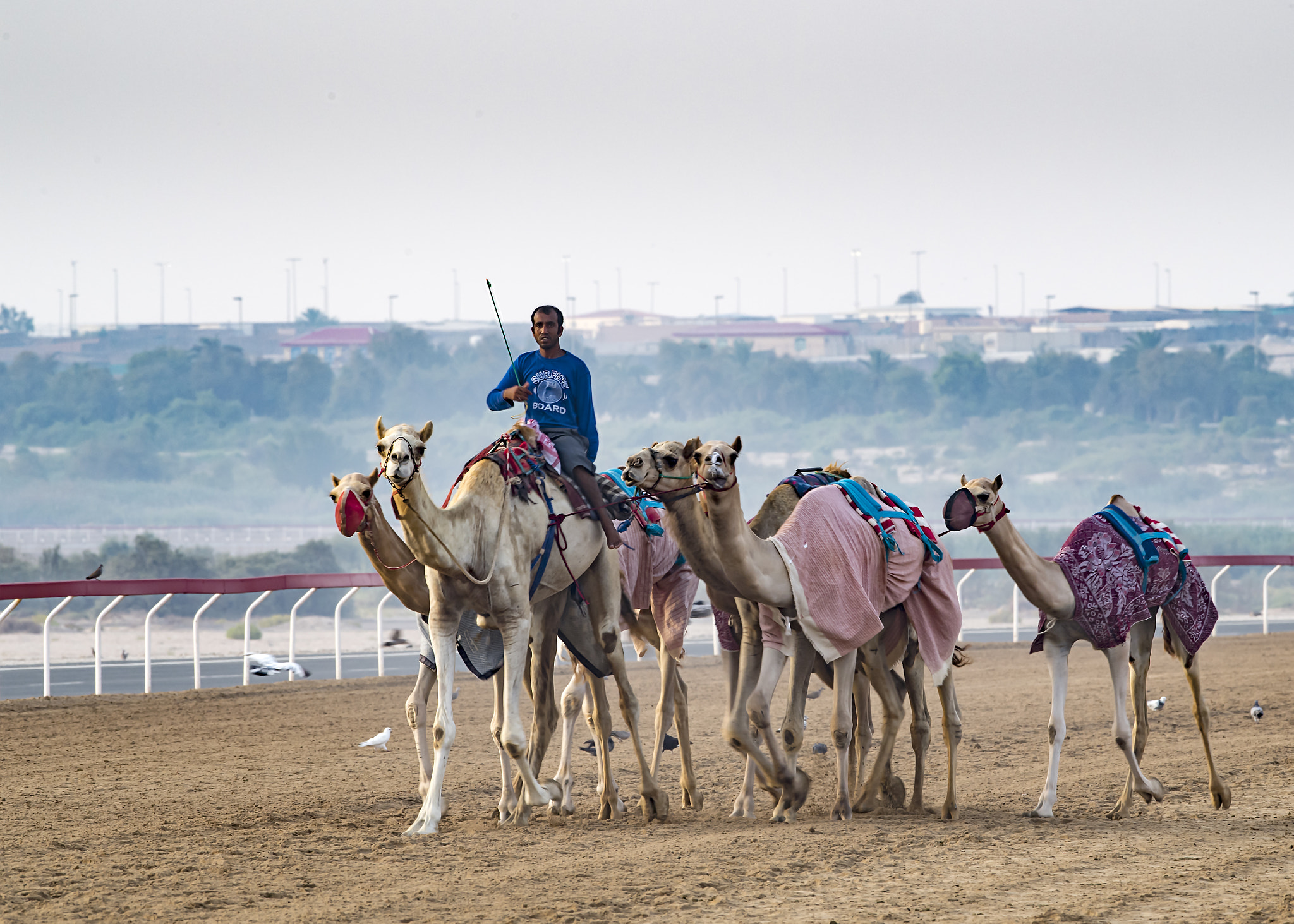 Nikon AF-S Nikkor 200-500mm F5.6E ED VR sample photo. Camels photography