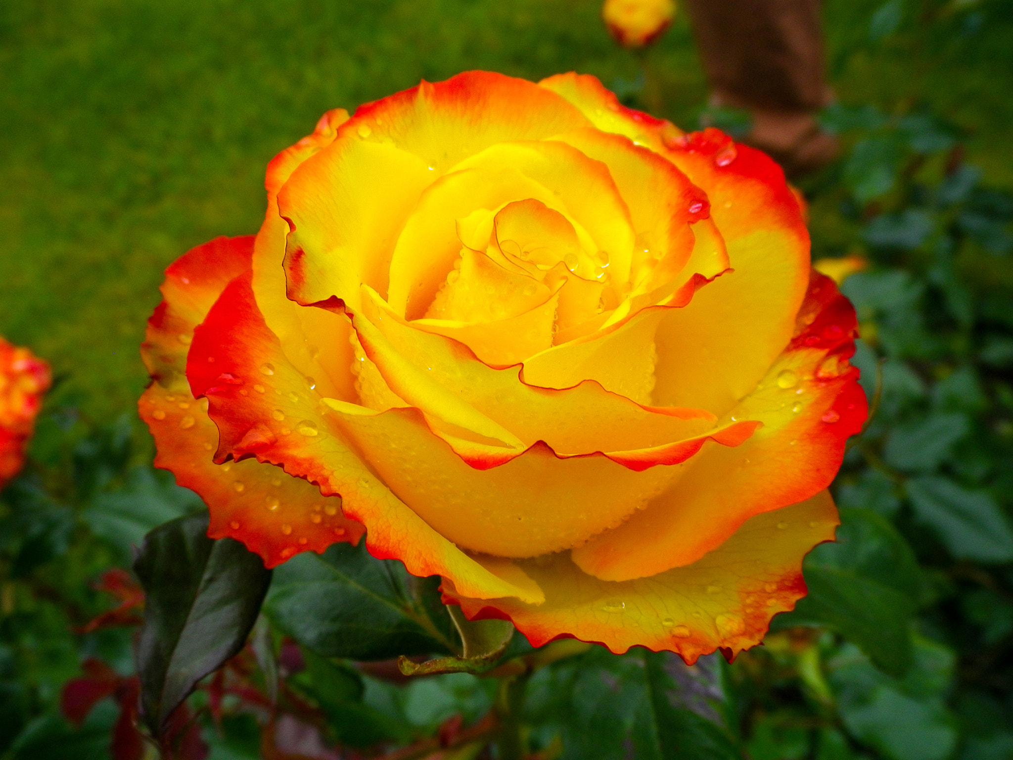 Pentax Optio H90 sample photo. Red and yellow makes orange in the botanic garden photography