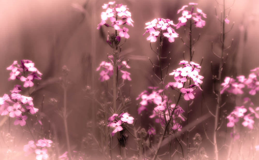 Sigma 150-600mm F5-6.3 DG OS HSM | C sample photo. Roadside phlox photography