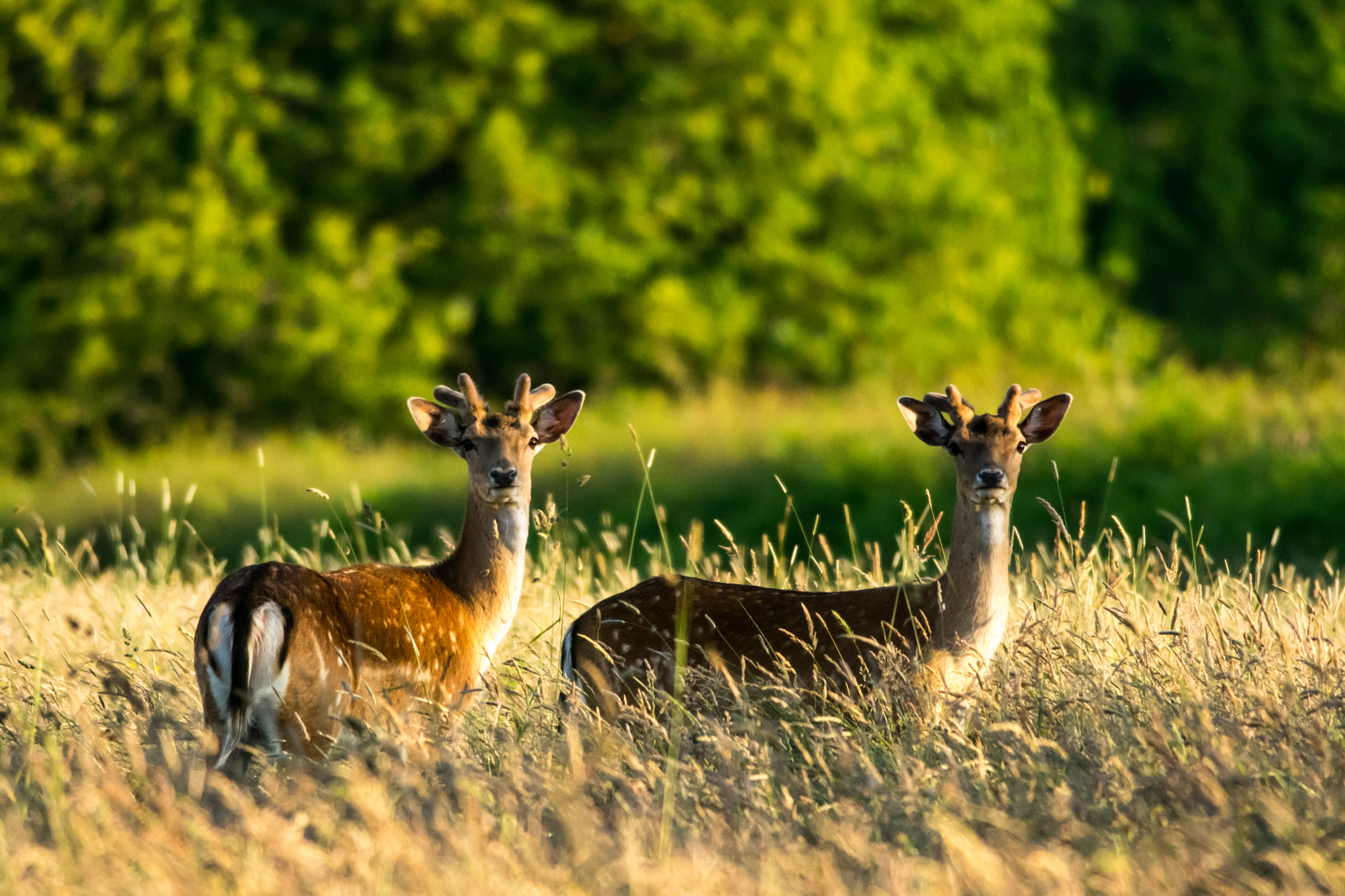 Nikon D5300 + Nikon AF-S Nikkor 300mm F4D ED-IF sample photo. New forest evening deer photography