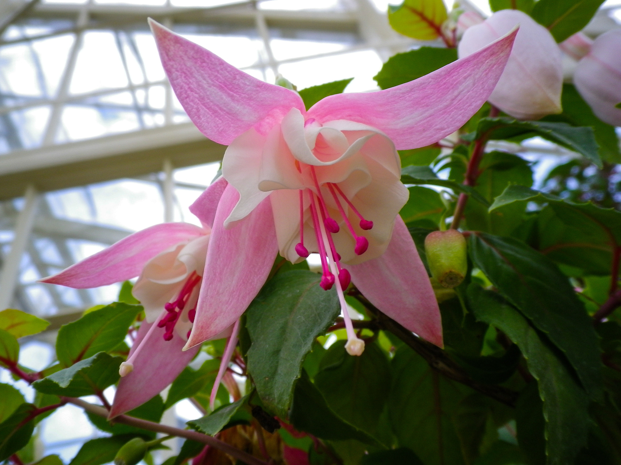 Pentax Optio H90 sample photo. Pink flower in the green house photography