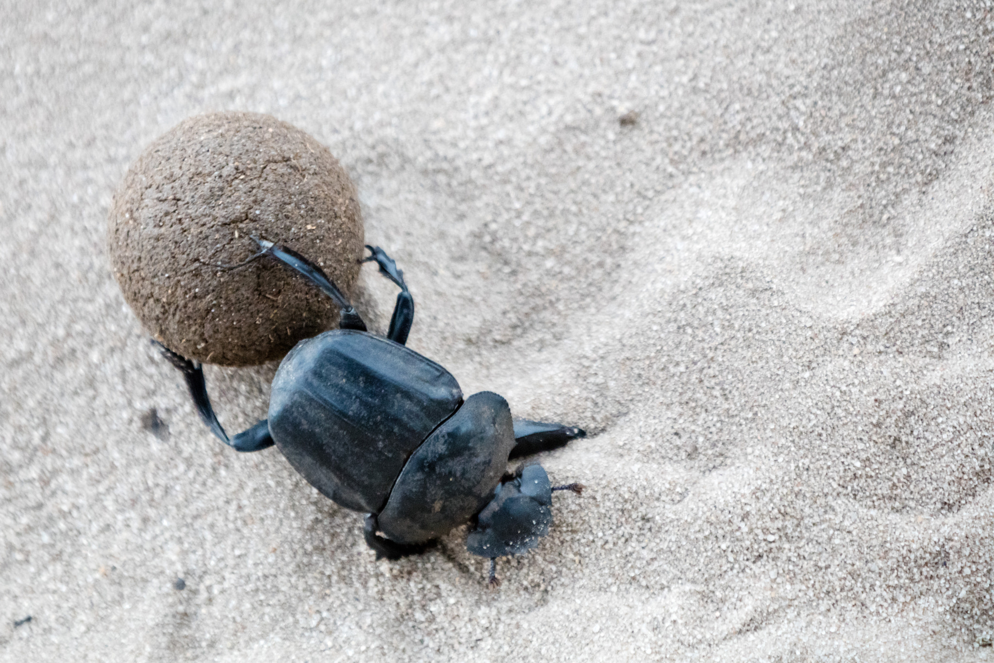 Canon EOS 5DS R + Canon EF 70-200mm F2.8L IS II USM sample photo. Dungbeetle at work in kruger national park south africa photography