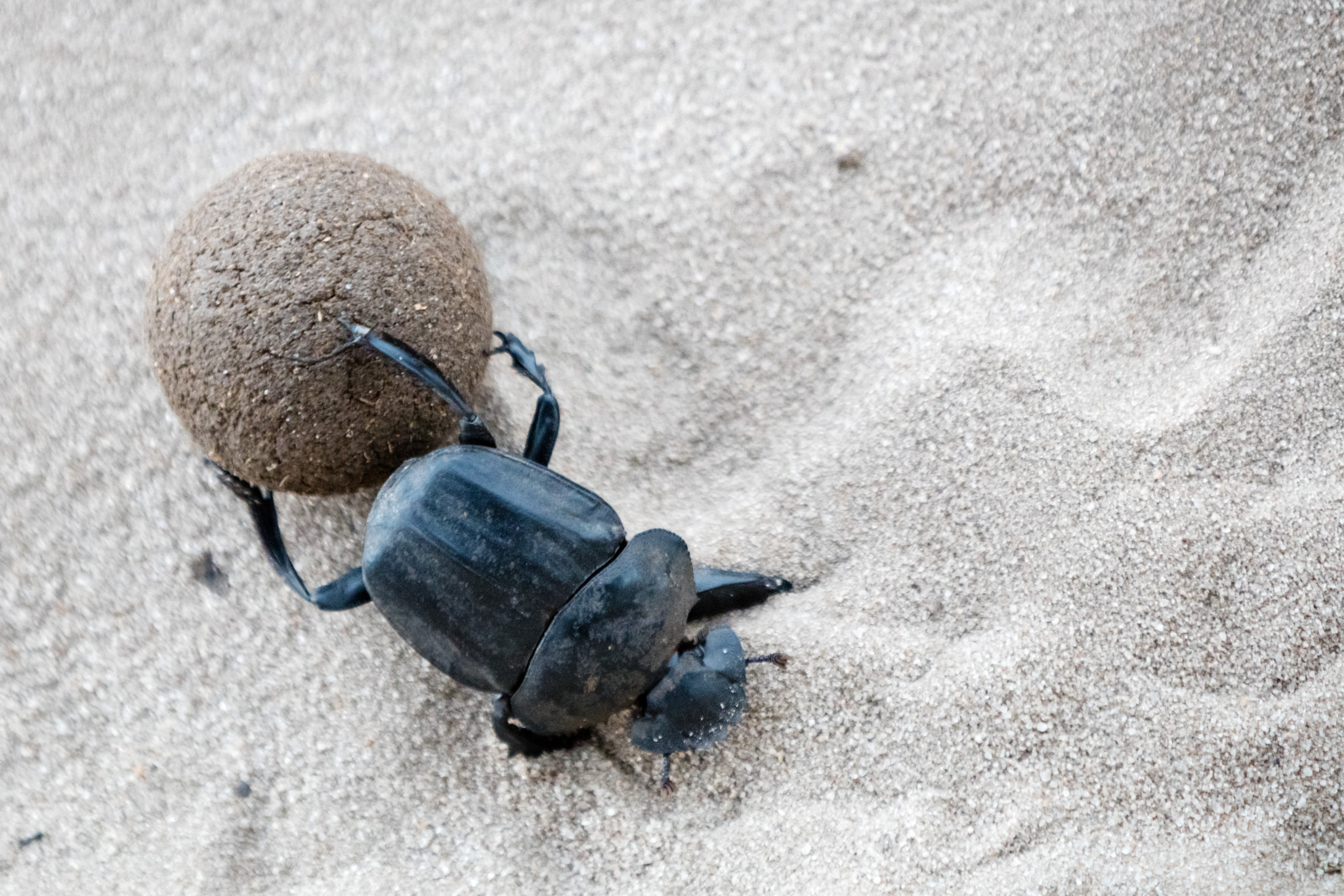 Canon EF 70-200mm F2.8L IS II USM sample photo. Dungbeetle at work in kruger national park south africa photography