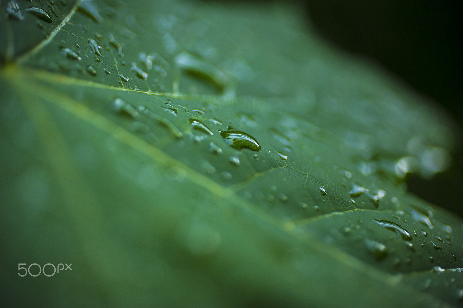 Canon EF 50mm F2.5 Macro sample photo. _o1p3759.jpg photography