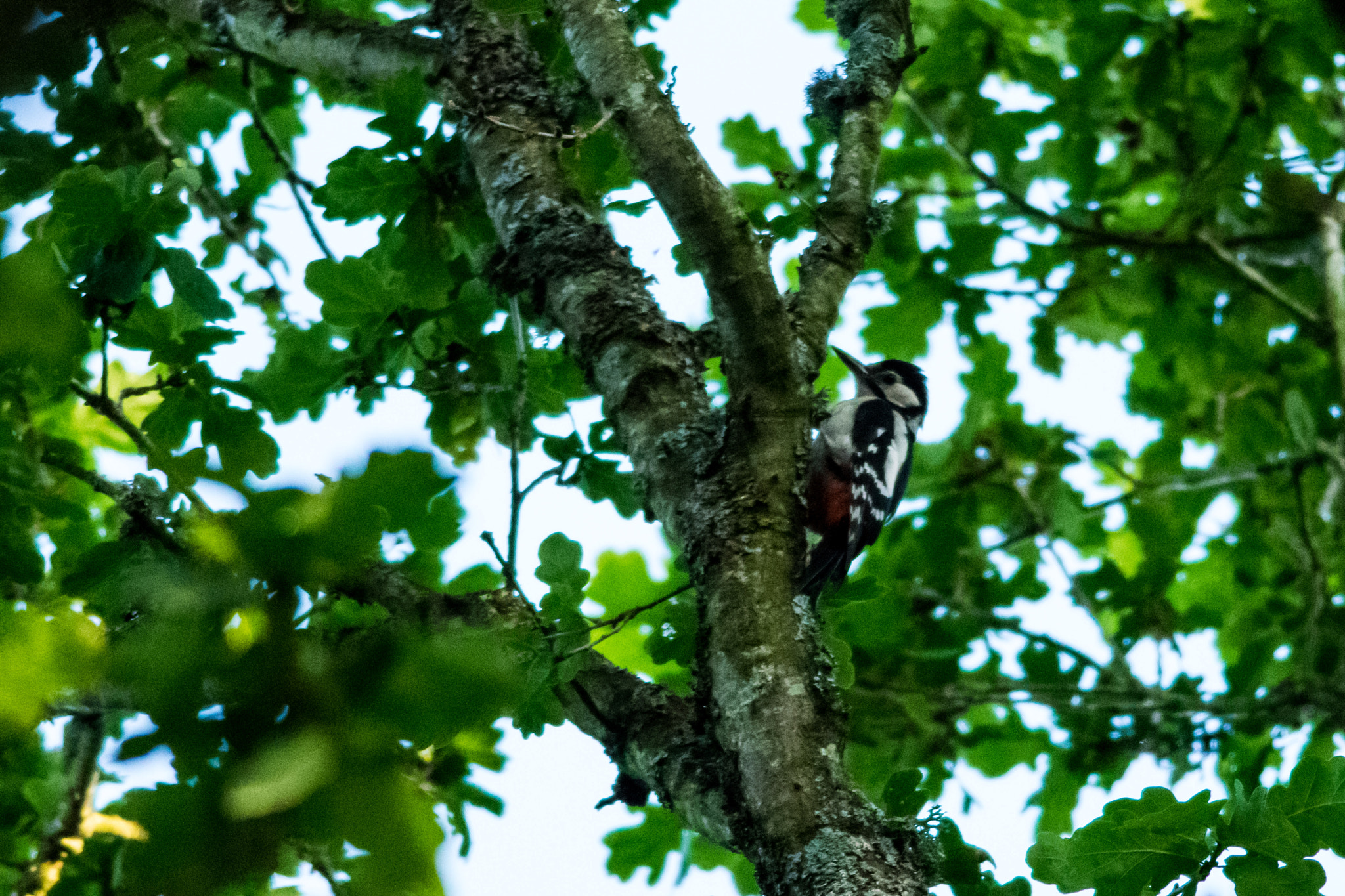 Nikon D5300 + Nikon AF-S Nikkor 300mm F4D ED-IF sample photo. Greater spotted woodpecker, new forest photography