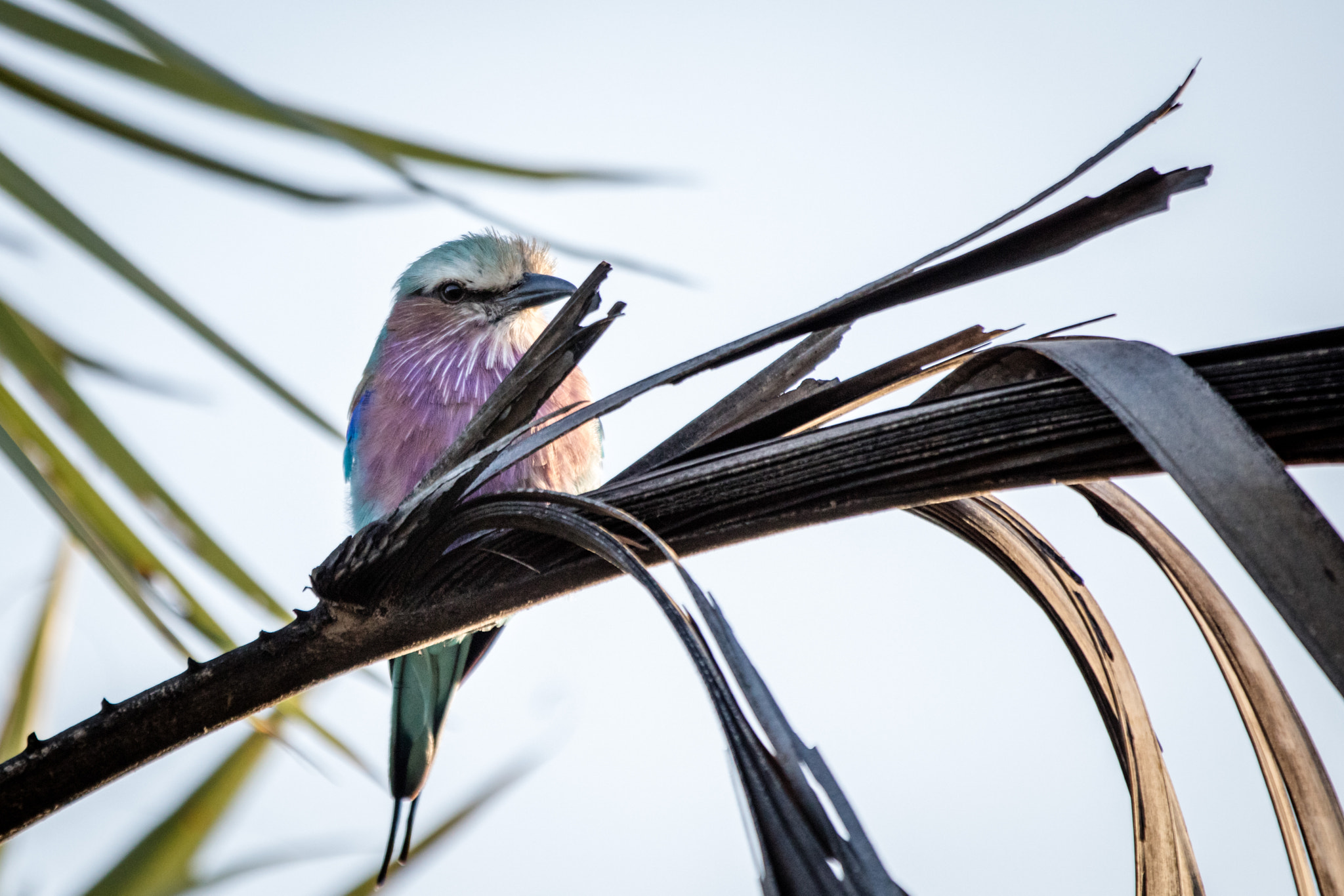 Canon EOS 5DS R + Canon EF 70-200mm F2.8L IS II USM sample photo. Lilac breasted roller photography