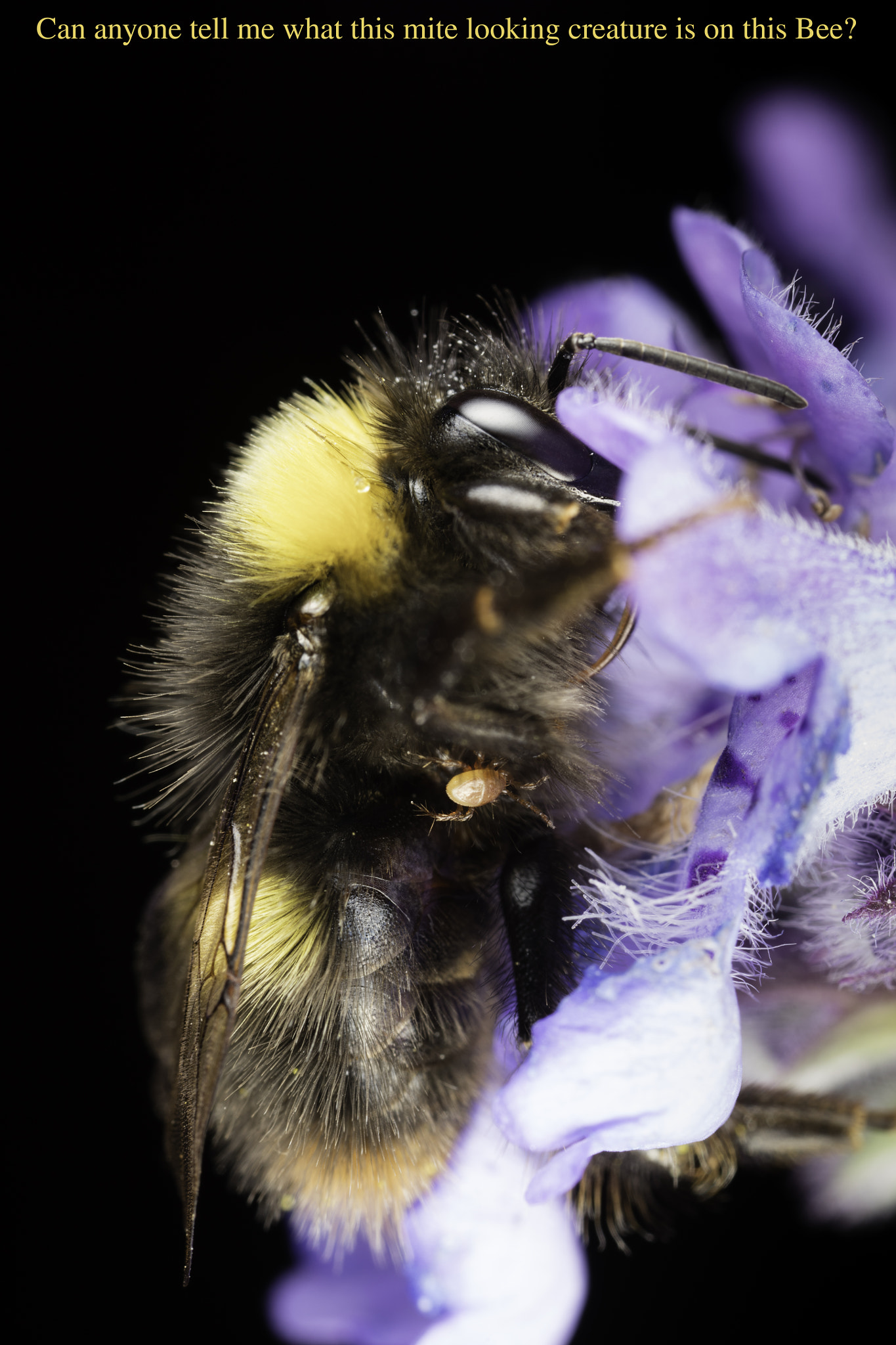 Canon EOS 5DS + Canon MP-E 65mm F2.5 1-5x Macro Photo sample photo. Bee with mite ?????? photography