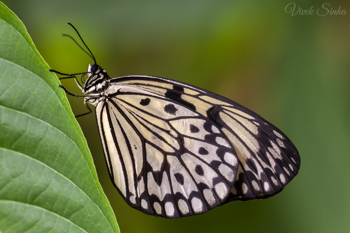 Sigma APO Macro 180mm F2.8 EX DG OS HSM sample photo. Butterfly photography