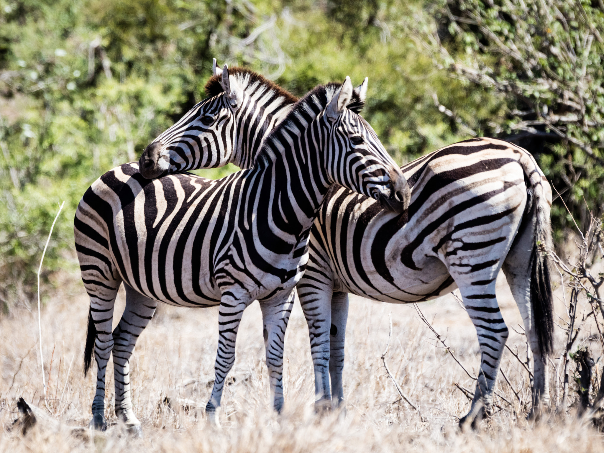 Canon EF 70-200mm F2.8L IS II USM sample photo. Zebras in kruger national park south africa photography