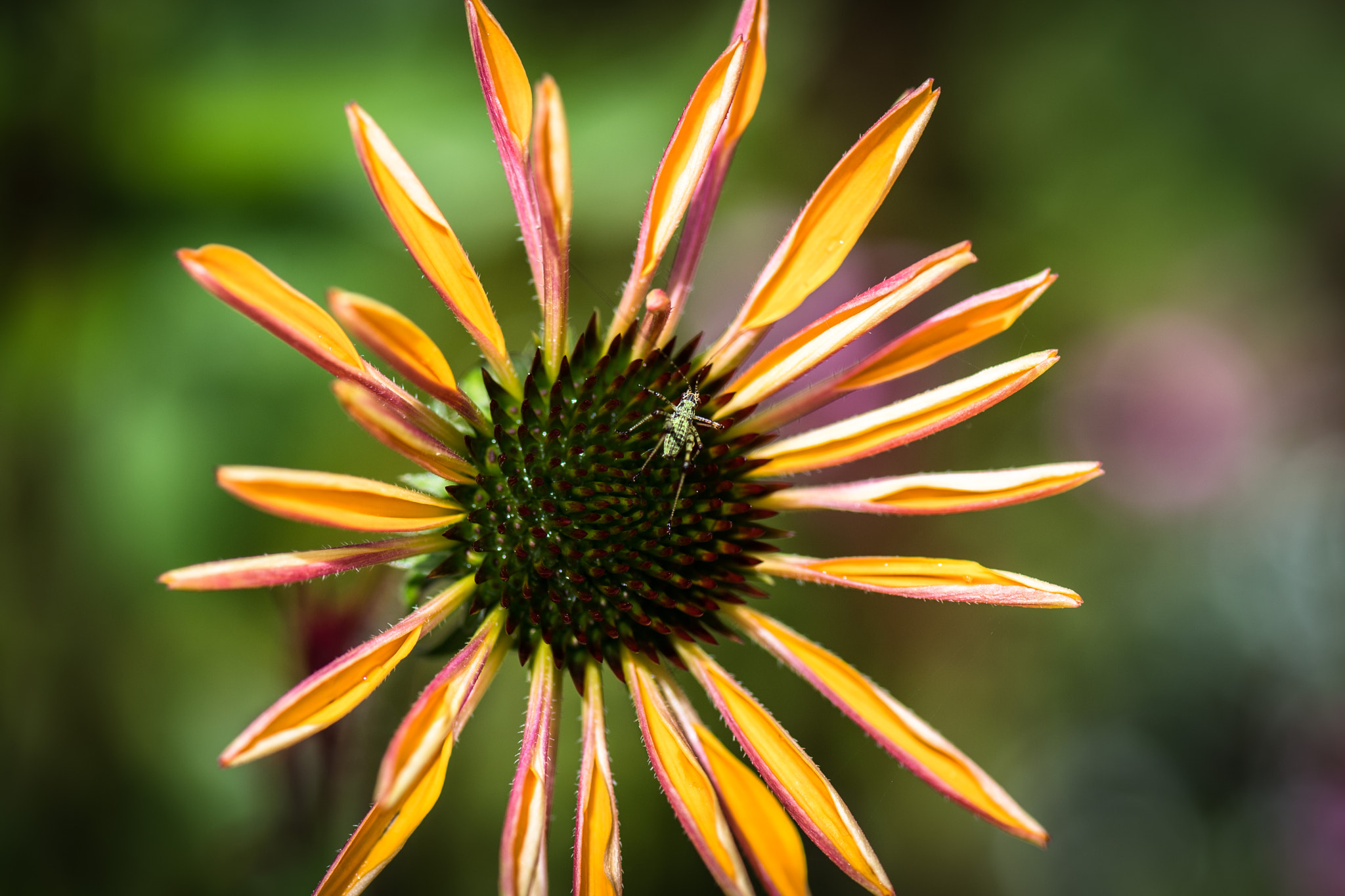 Nikon D5 sample photo. Closer look photography