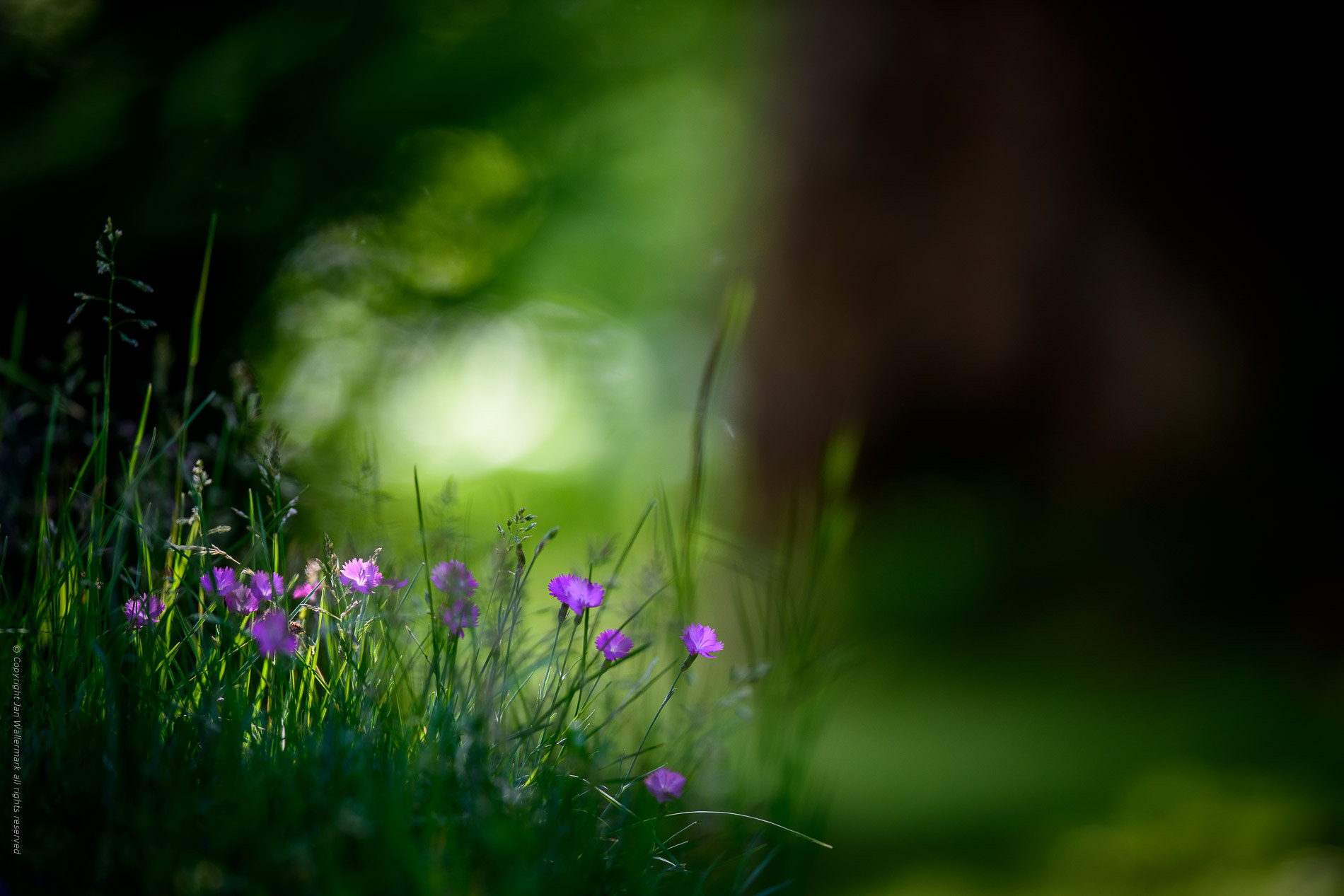Nikon AF-S Nikkor 400mm F2.8E FL ED VR sample photo. Garden jungle ll photography