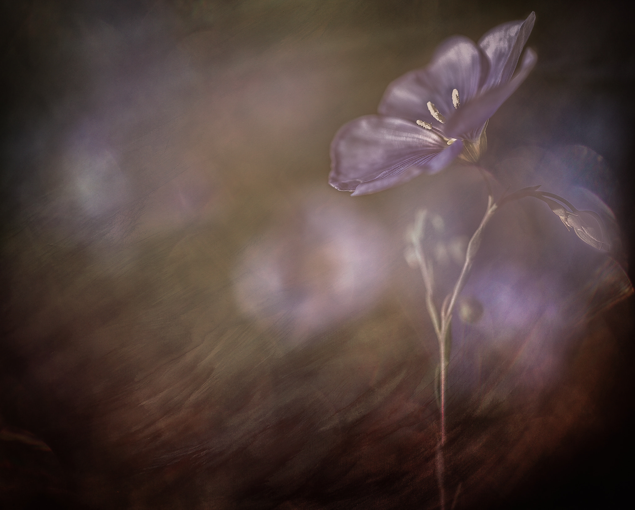 Canon EOS 5D Mark II + ZEISS Makro-Planar T* 50mm F2 sample photo. Morning in the garden photography