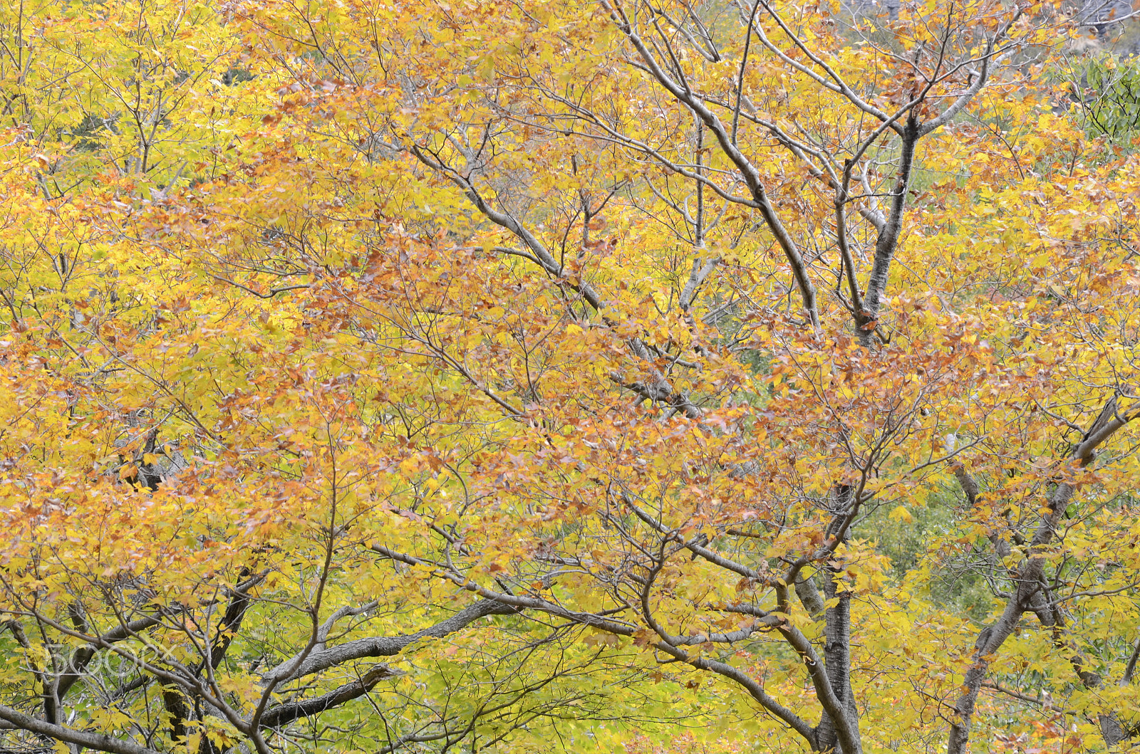 Sigma 50-150mm F2.8 EX APO DC HSM sample photo. 22761901939.jpg photography