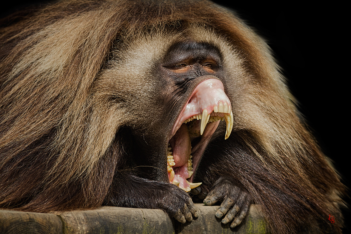 Canon EOS 7D + Canon EF 400mm F5.6L USM sample photo. Gelada (theropithecus gelada) photography